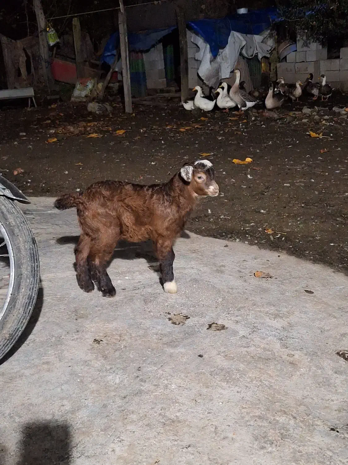 خوشکل دوست داشتنی|حیوانات مزرعه|حویق, |دیوار