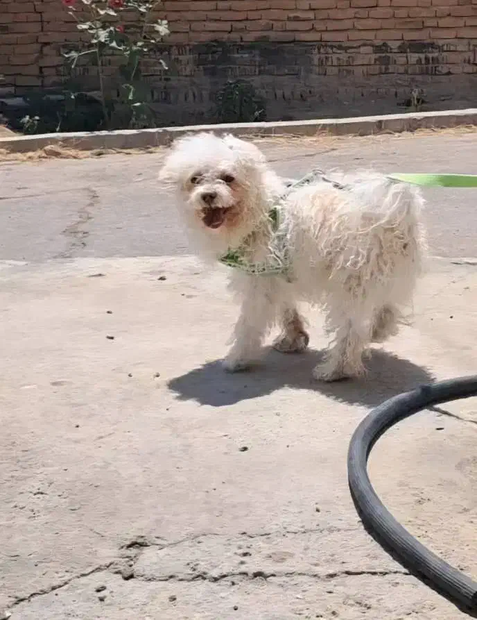 سگ خانگی|سگ|مراغه, |دیوار