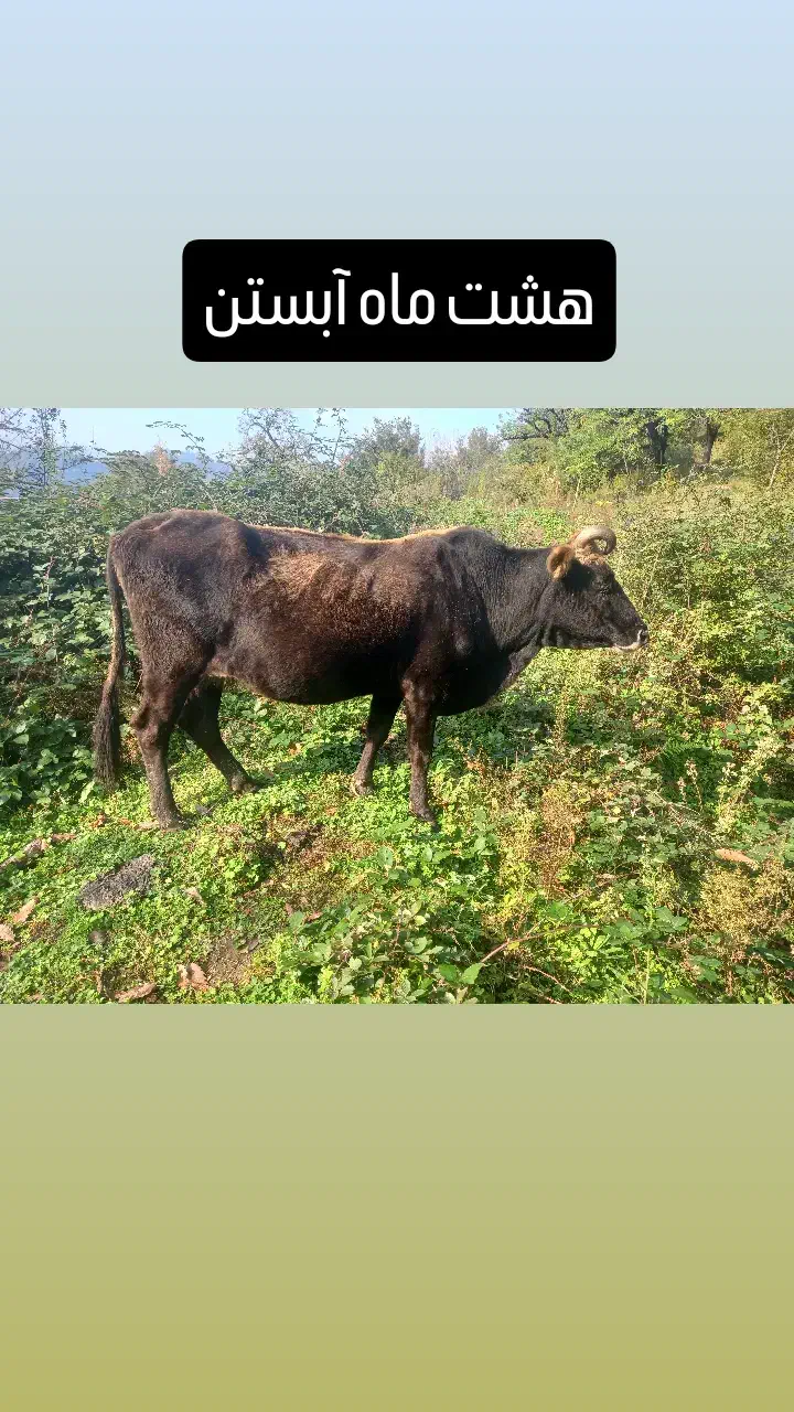 هشت ماه آبستن|حیوانات مزرعه|چوبر, |دیوار