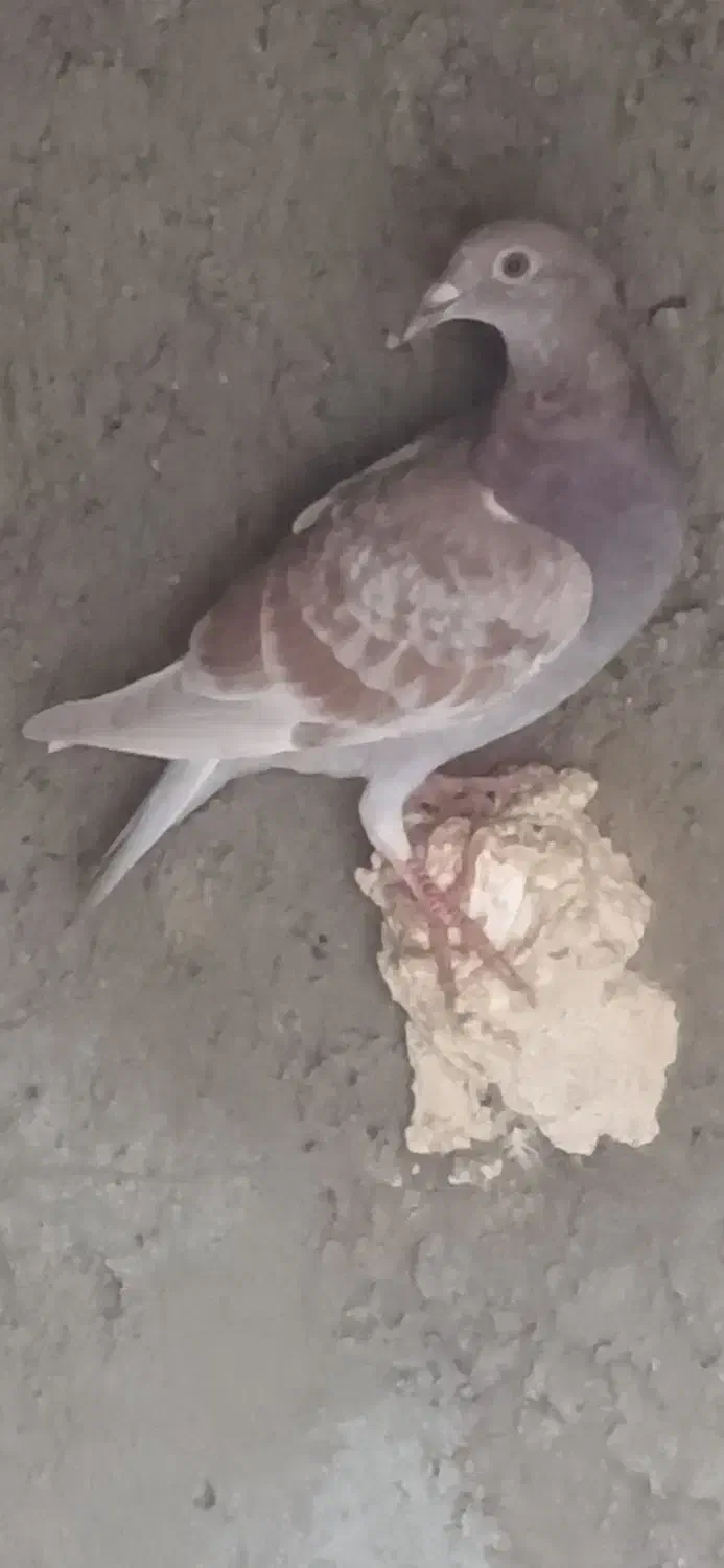 ۲ تا کبوتر خطی|پرنده|دشتابی, |دیوار