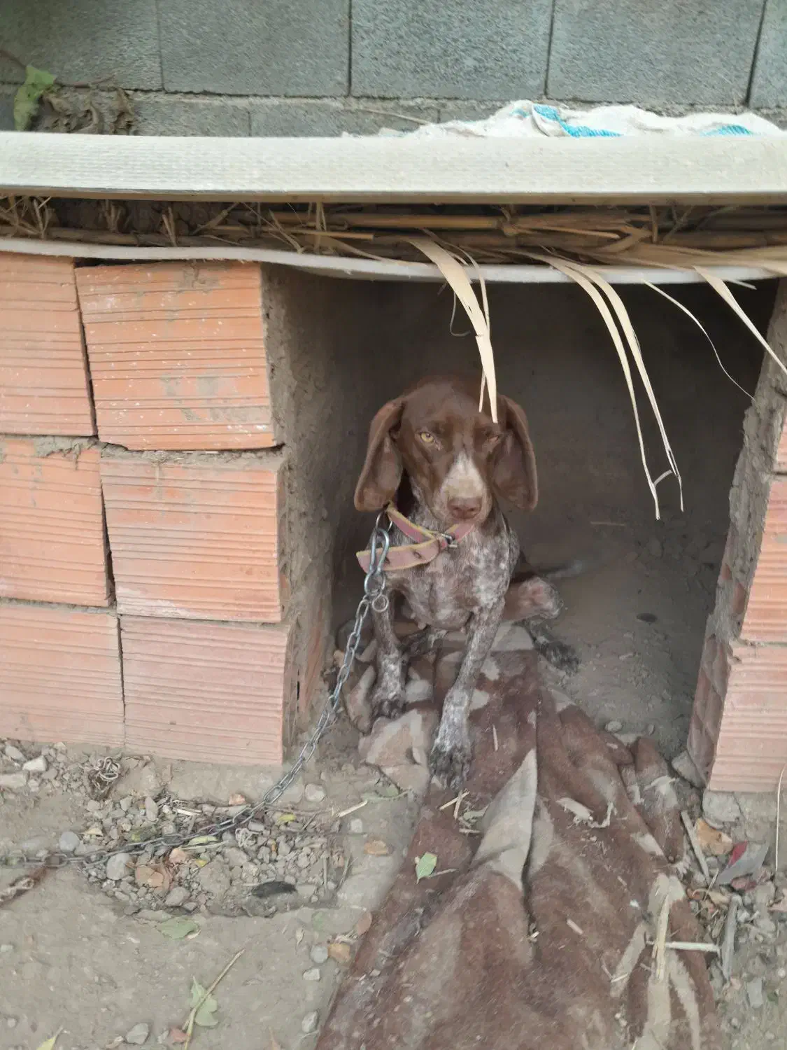 سگ دنبلانی|سگ|فراغی, |دیوار