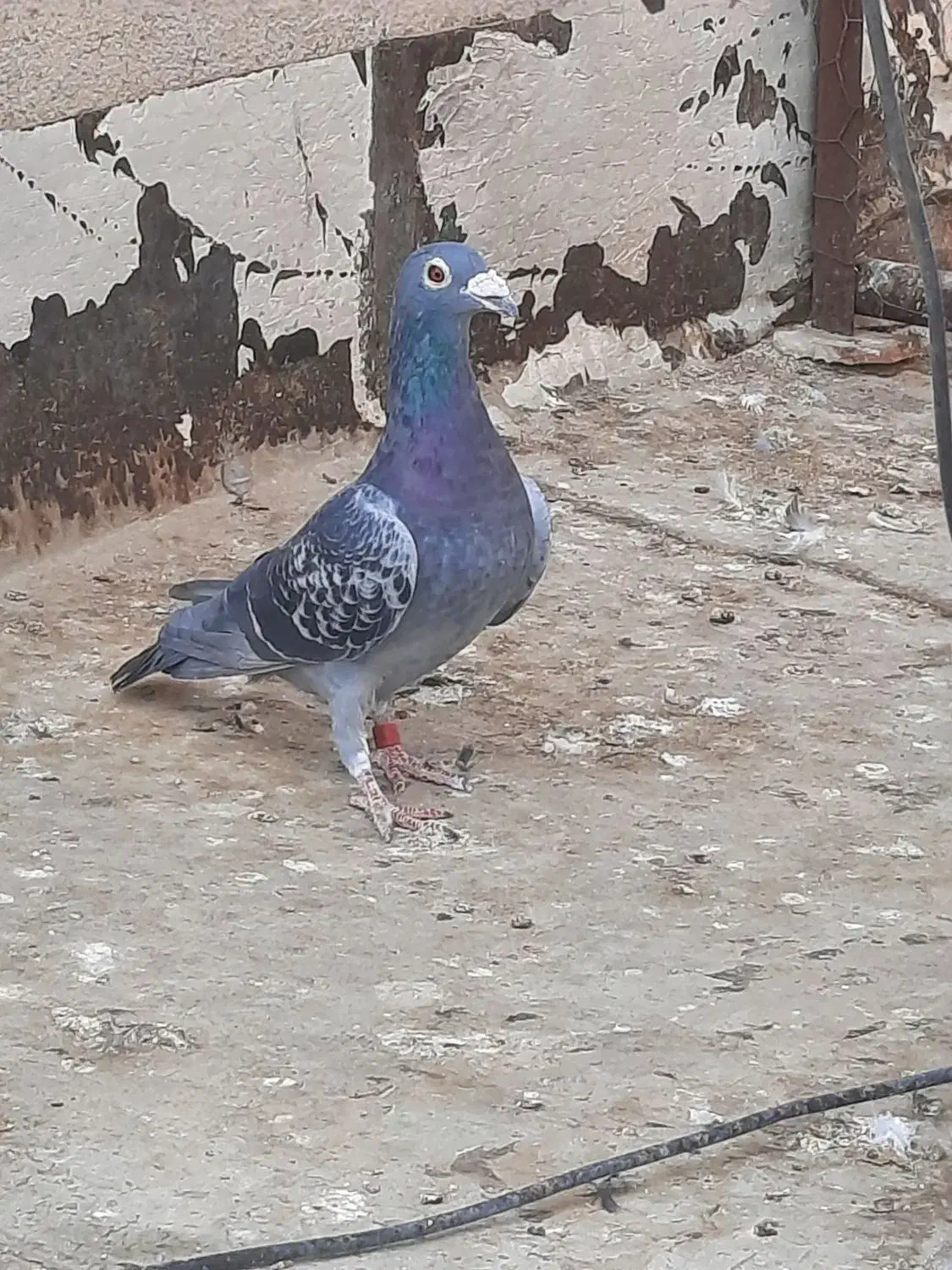 کفتر پلاکی اصل|پرنده|قرچک, قشلاق جیتو|دیوار