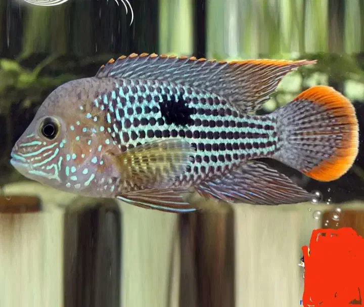 فروش و یا تعویض ماهی. گرین ترور و کت درختی|ماهی|فلاورجان, |دیوار