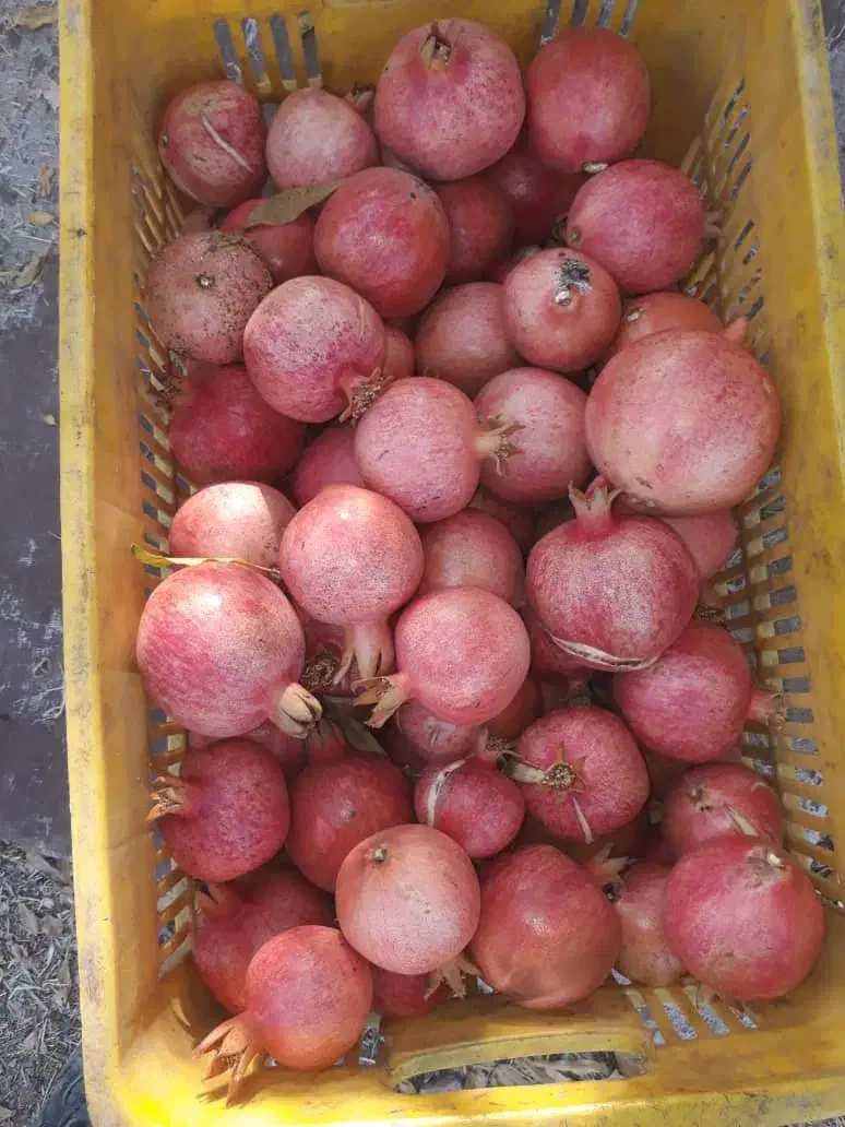 انار درجه دو ویک قیمت پایین|حراج|کوهنانی, |دیوار