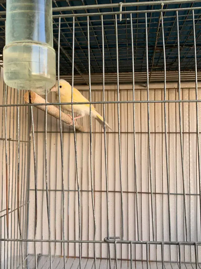 قناری ماده|پرنده|شیراز, شهرک ولیعصر|دیوار