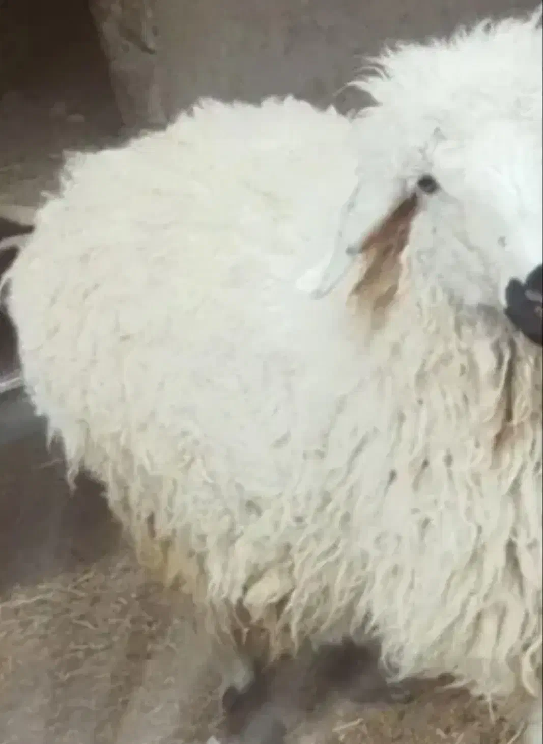 بره|لوازم جانبی حیوانات|بیرجند, |دیوار