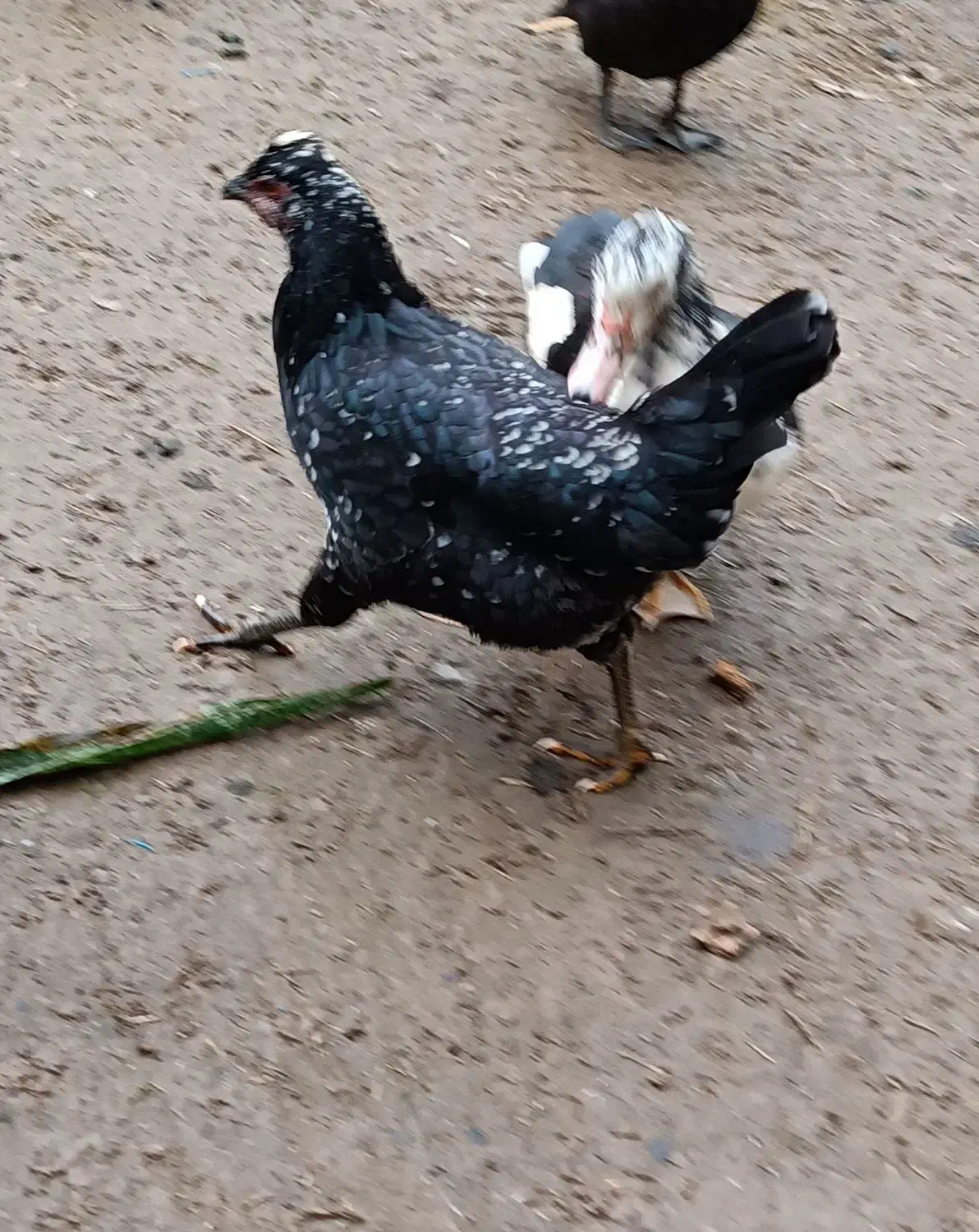 مرغ گلین لری|حیوانات مزرعه|طاهرگوراب, |دیوار