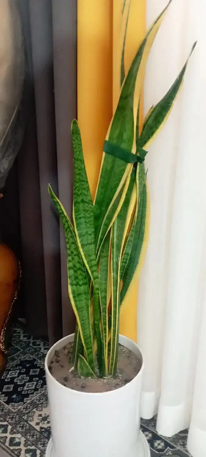 گل سانسور یا دوعددفروشی|گل و گیاه طبیعی|الشتر, |دیوار