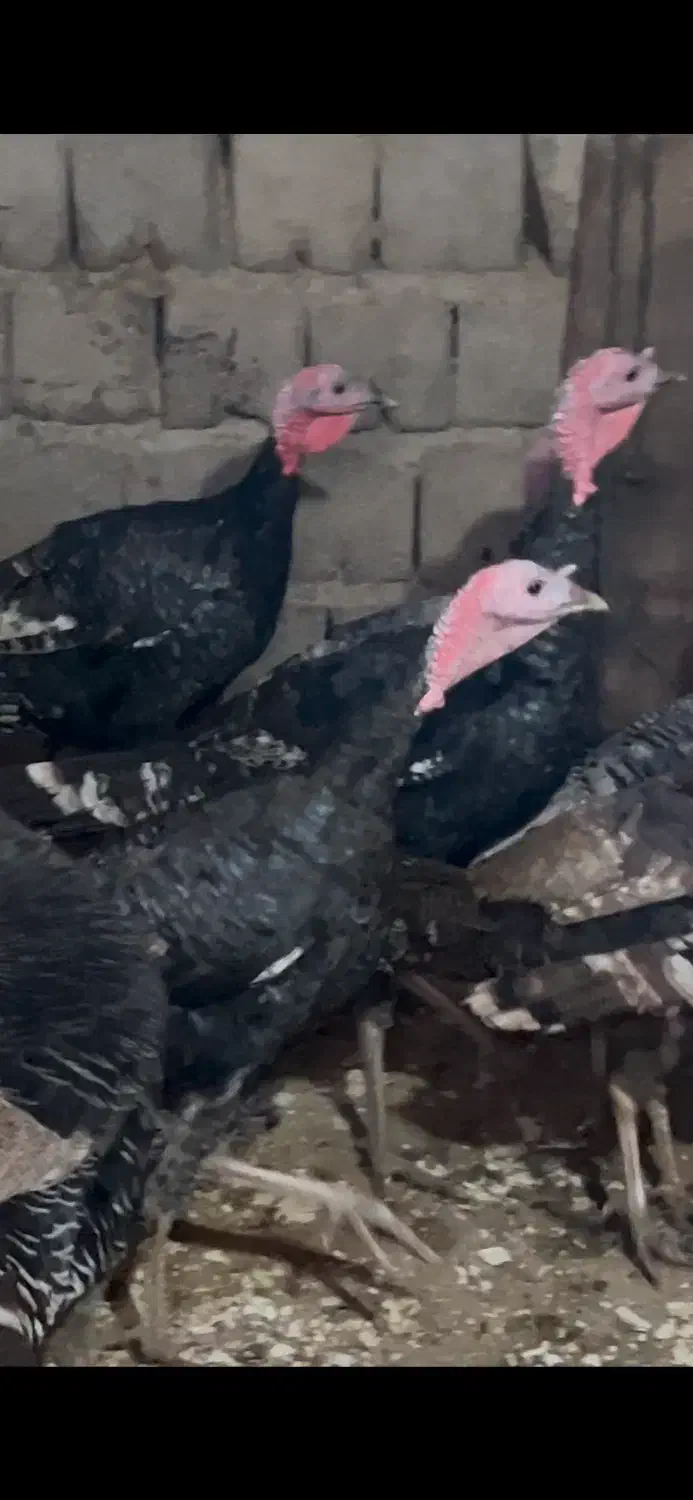 بوقلمون|حیوانات مزرعه|مهاباد (آذربایجان غربی), |دیوار