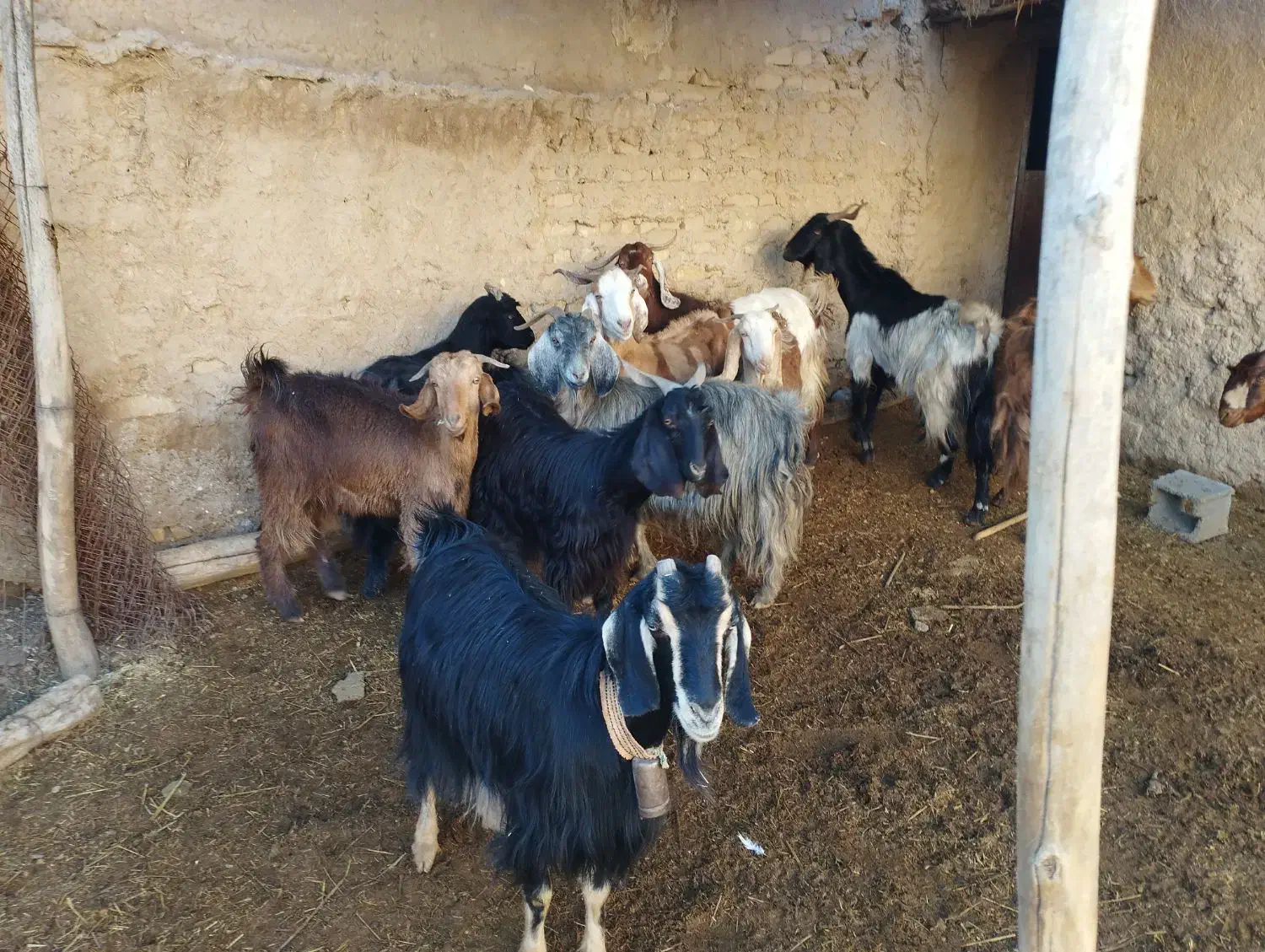 گوسفند|حیوانات مزرعه|شیبکوه (فارس), |دیوار