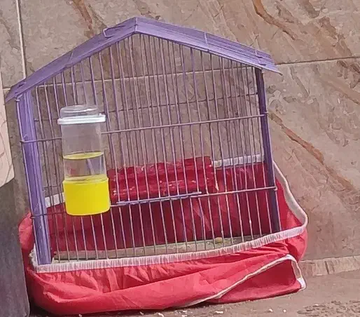 پرنده|پرنده|شیراز, کوشک میدان|دیوار