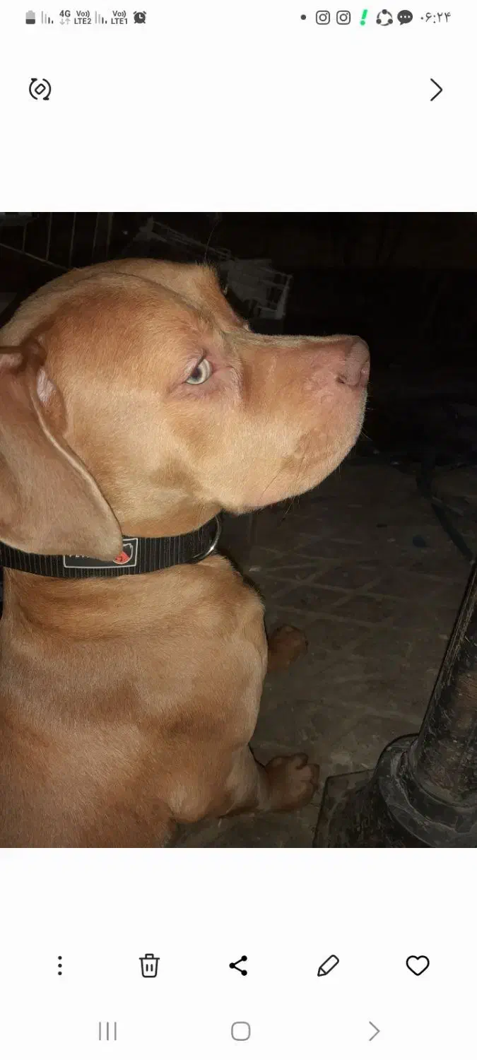 سگ پیتبول|سگ|تهران, خرمشهر|دیوار