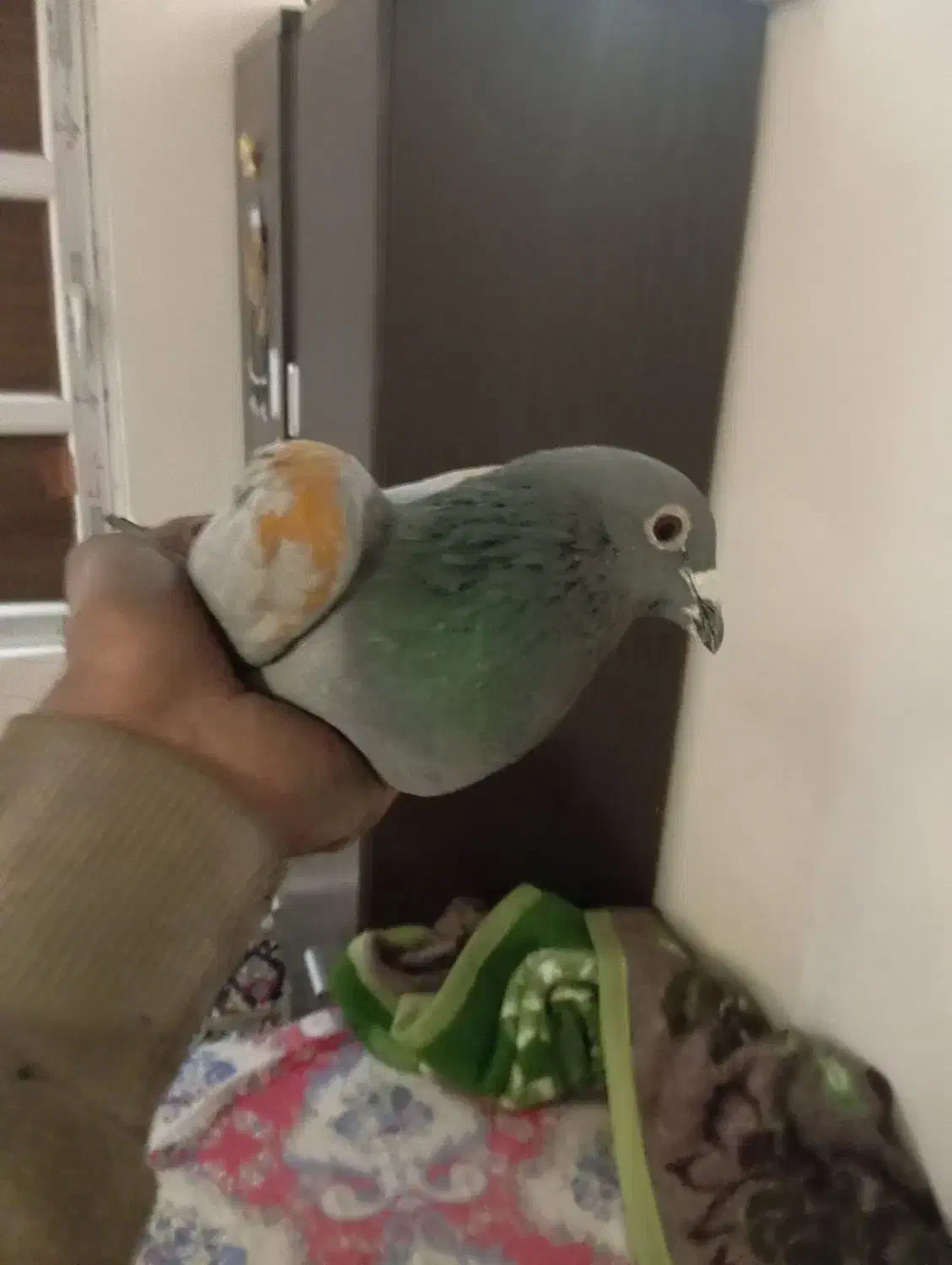 شهرستانی مرتب سبز|پرنده|پاکدشت, پاکدشت (مامازند)|دیوار