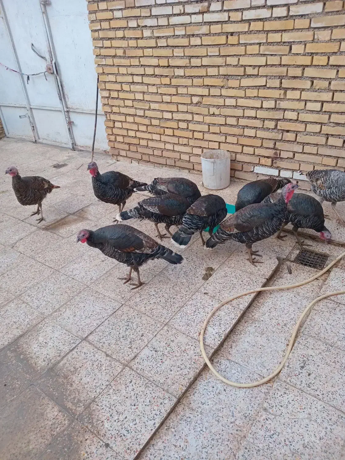 بوقلمون ماده|حیوانات مزرعه|اندیمشک, |دیوار