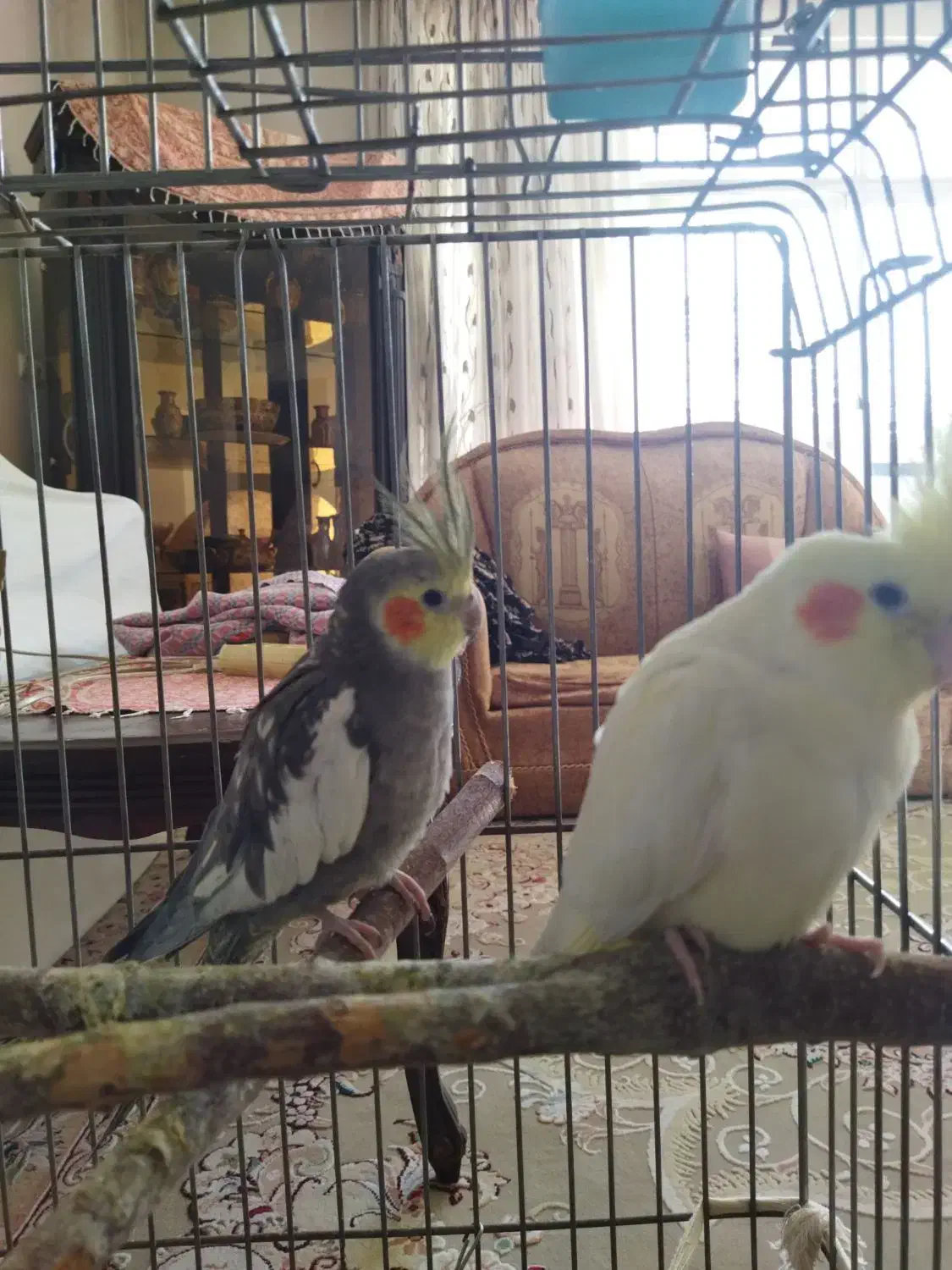 عروس هلندی|پرنده|اصفهان, تصفیه خانه فاضلاب|دیوار