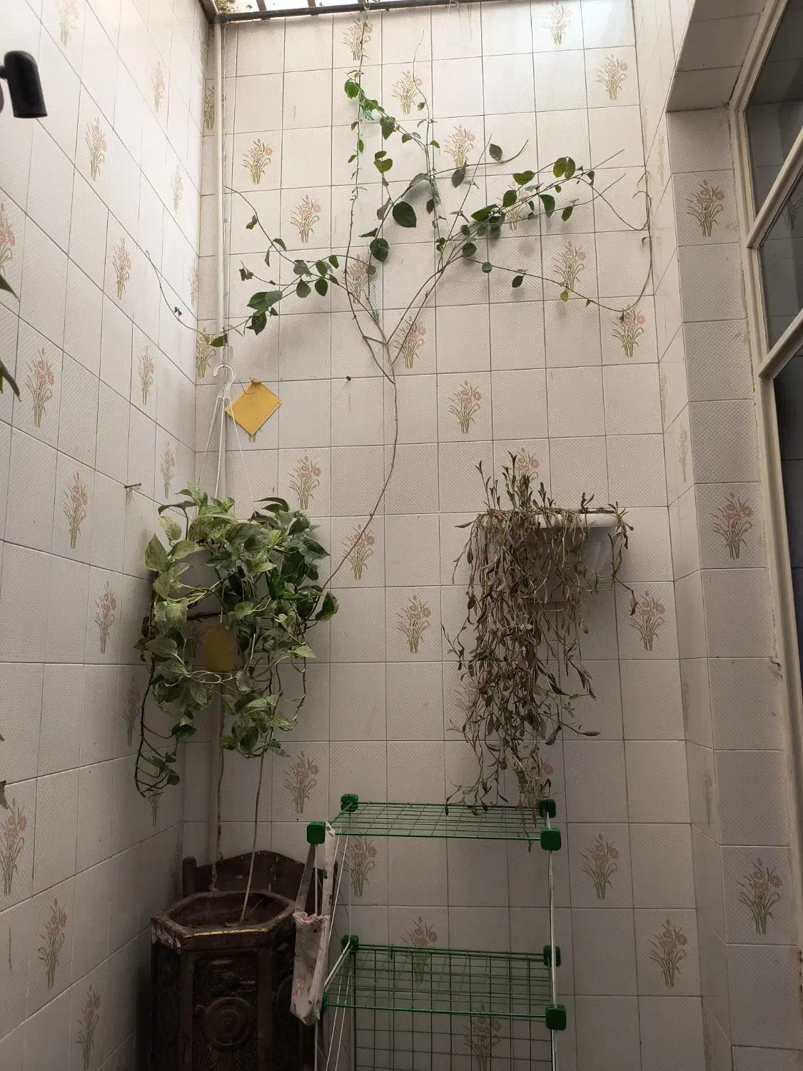 گل طبیعی|گل و گیاه طبیعی|یزد, |دیوار