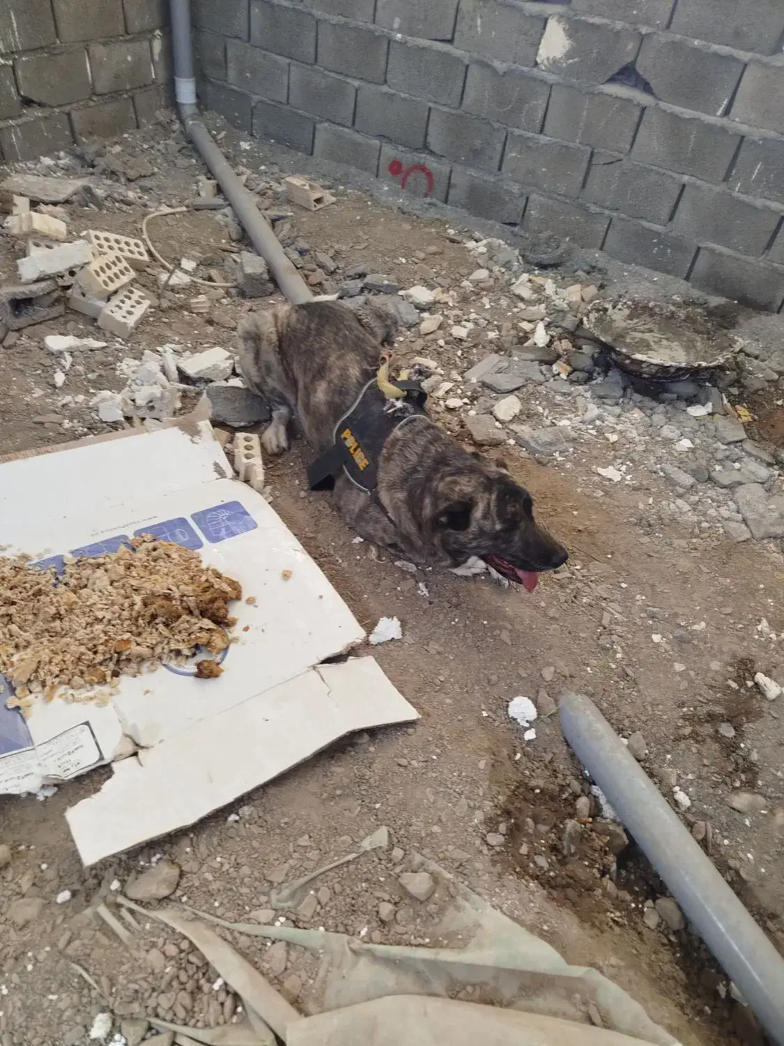 سگ پیدا شده|حیوانات|مشهد, فاطمیه|دیوار