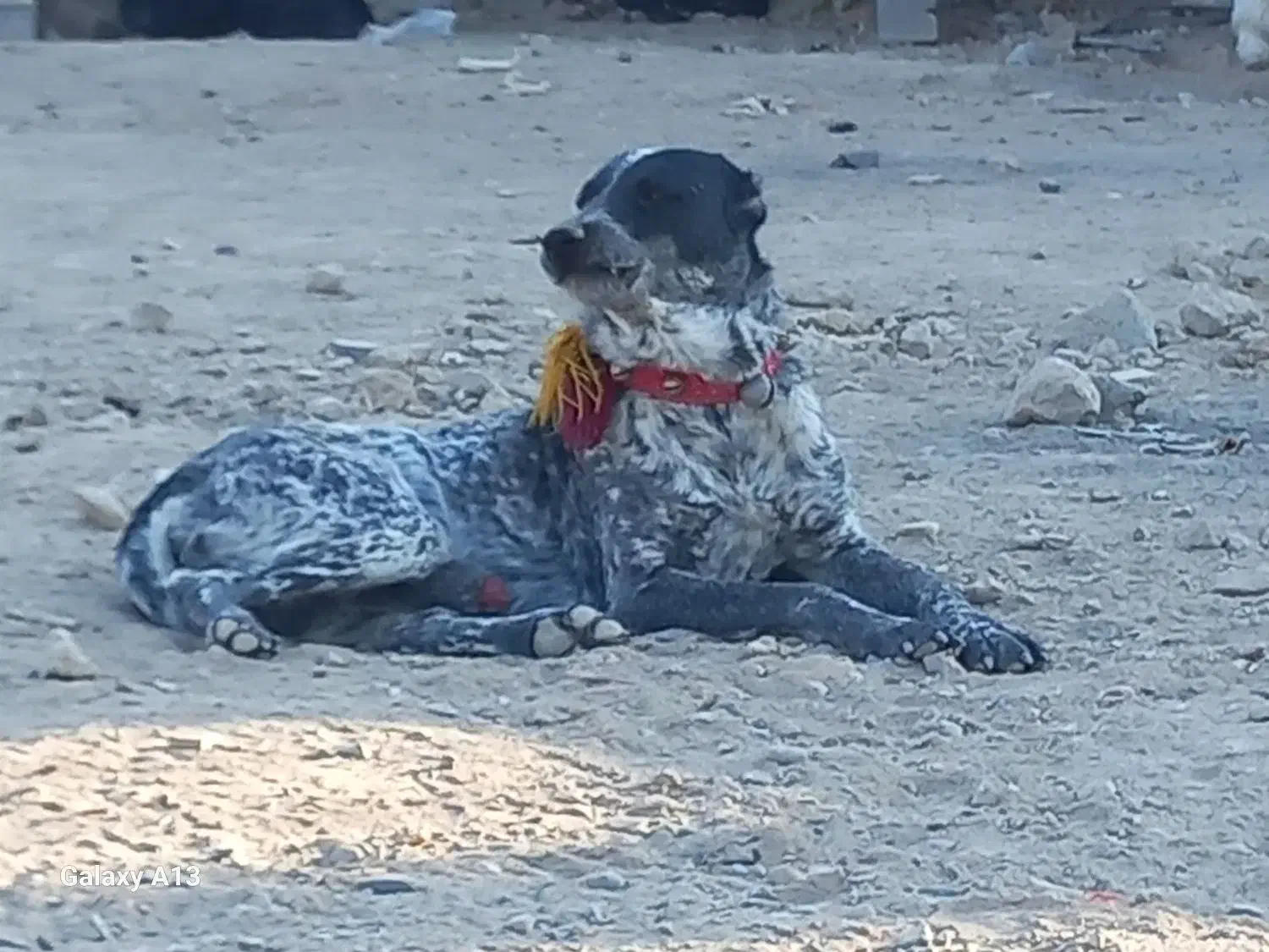 فروش یک سگ نگهبان نژادافغان|سگ|اصفهان, حصه شمالی|دیوار