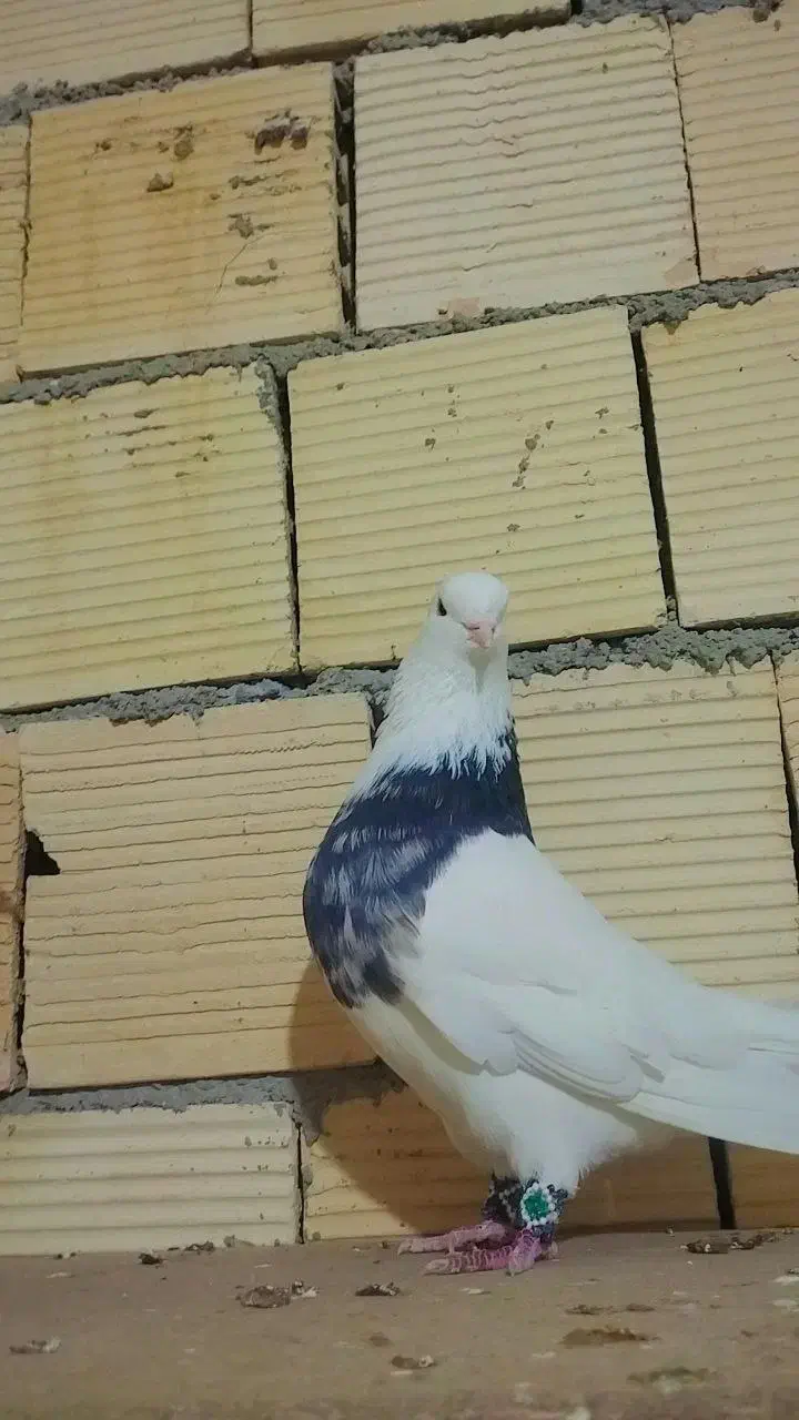 کبوتر طوقی|پرنده|آبدانان, |دیوار