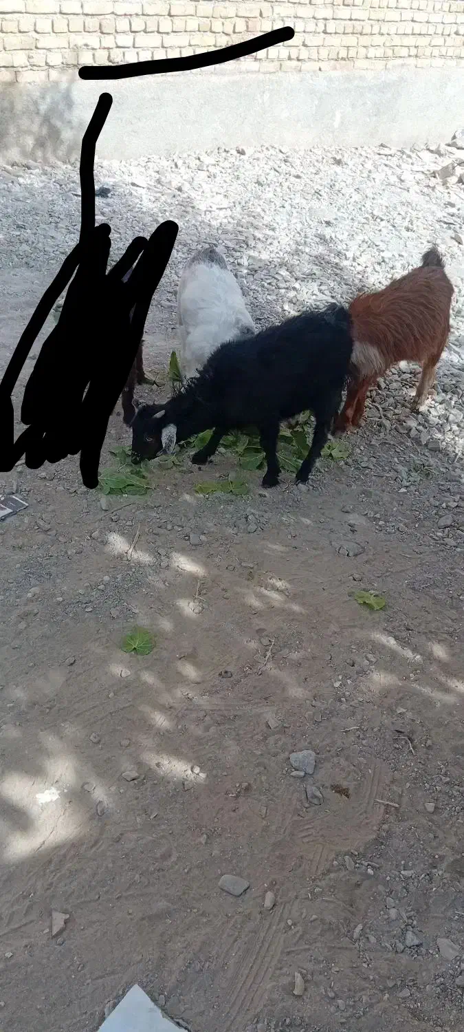 3عدد بزغاله ماده|حیوانات مزرعه|تربتحیدریه, بالا ولایت|دیوار