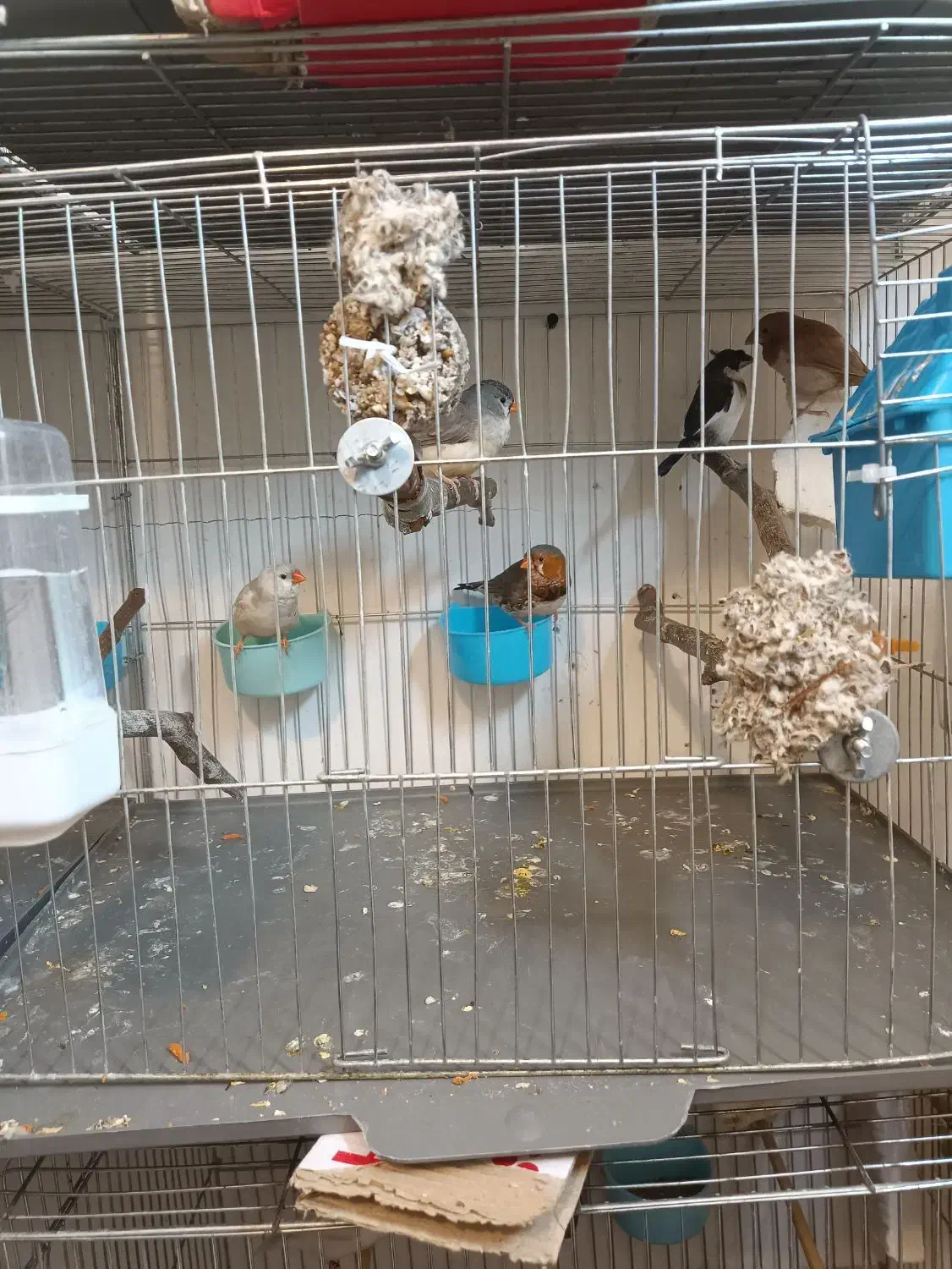 فنج زبرا|پرنده|صدرا-فارس, فاز ۱|دیوار