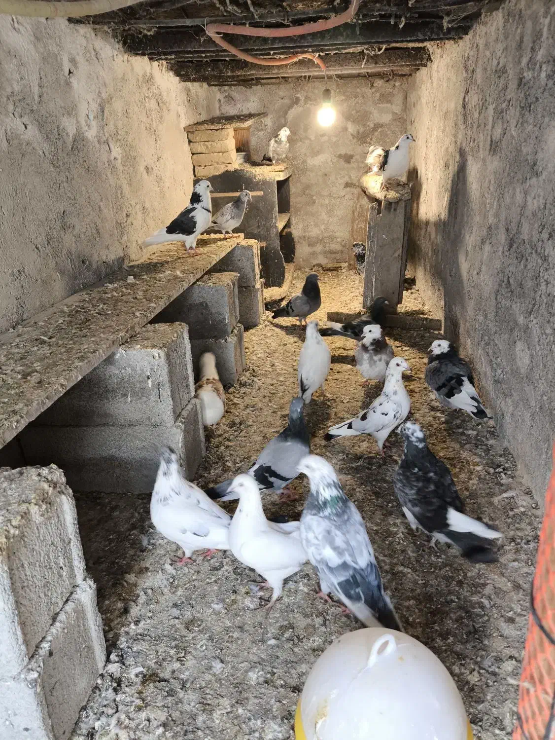 کبوتر فروشی|پرنده|بندر ترکمن, |دیوار