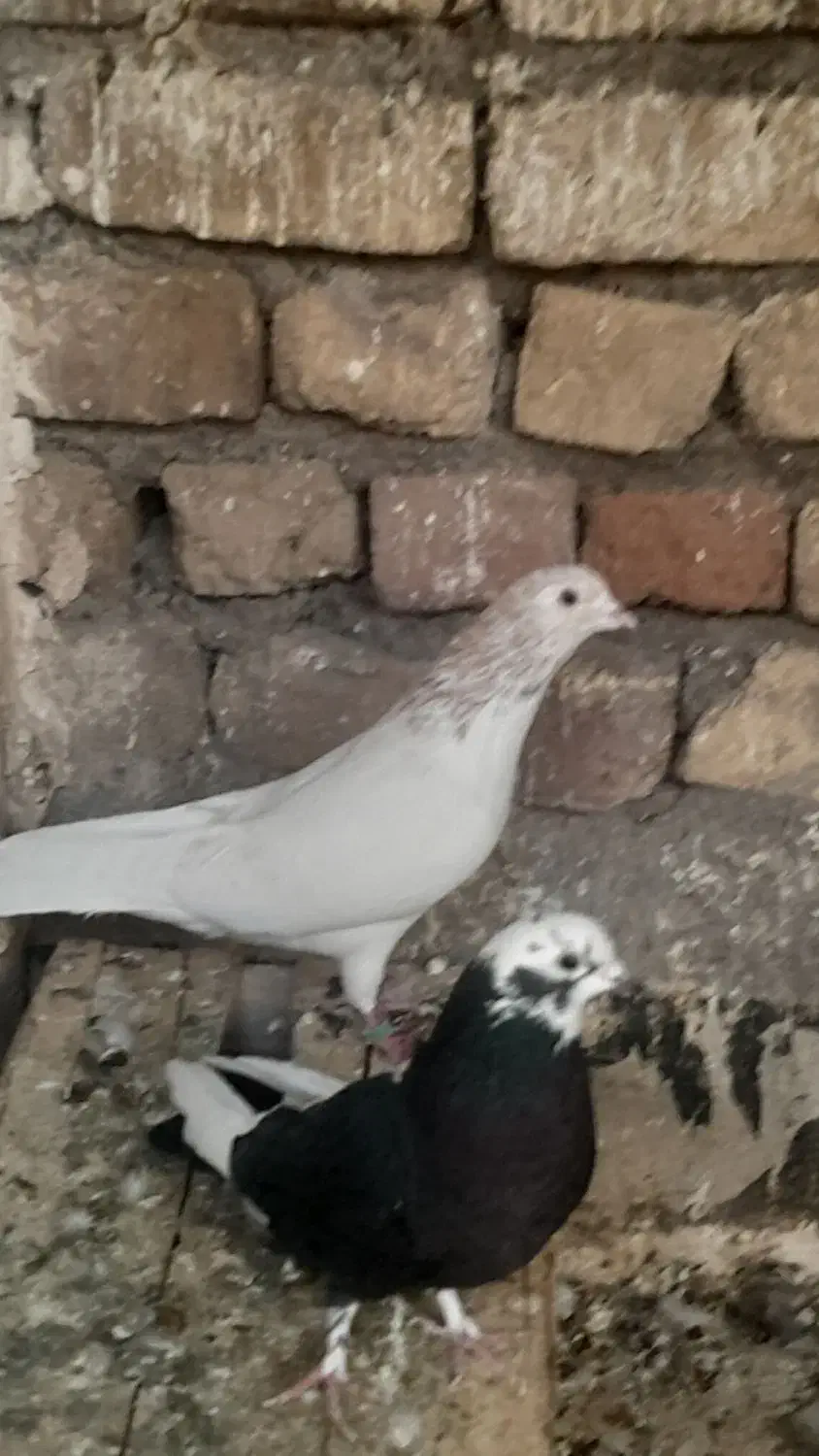 همه‌ جور هست|پرنده|قم, نخودی|دیوار