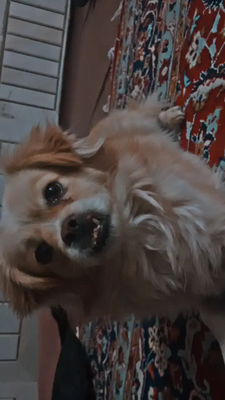 سگ پاپی خوشگل|سگ|مبارکه, |دیوار