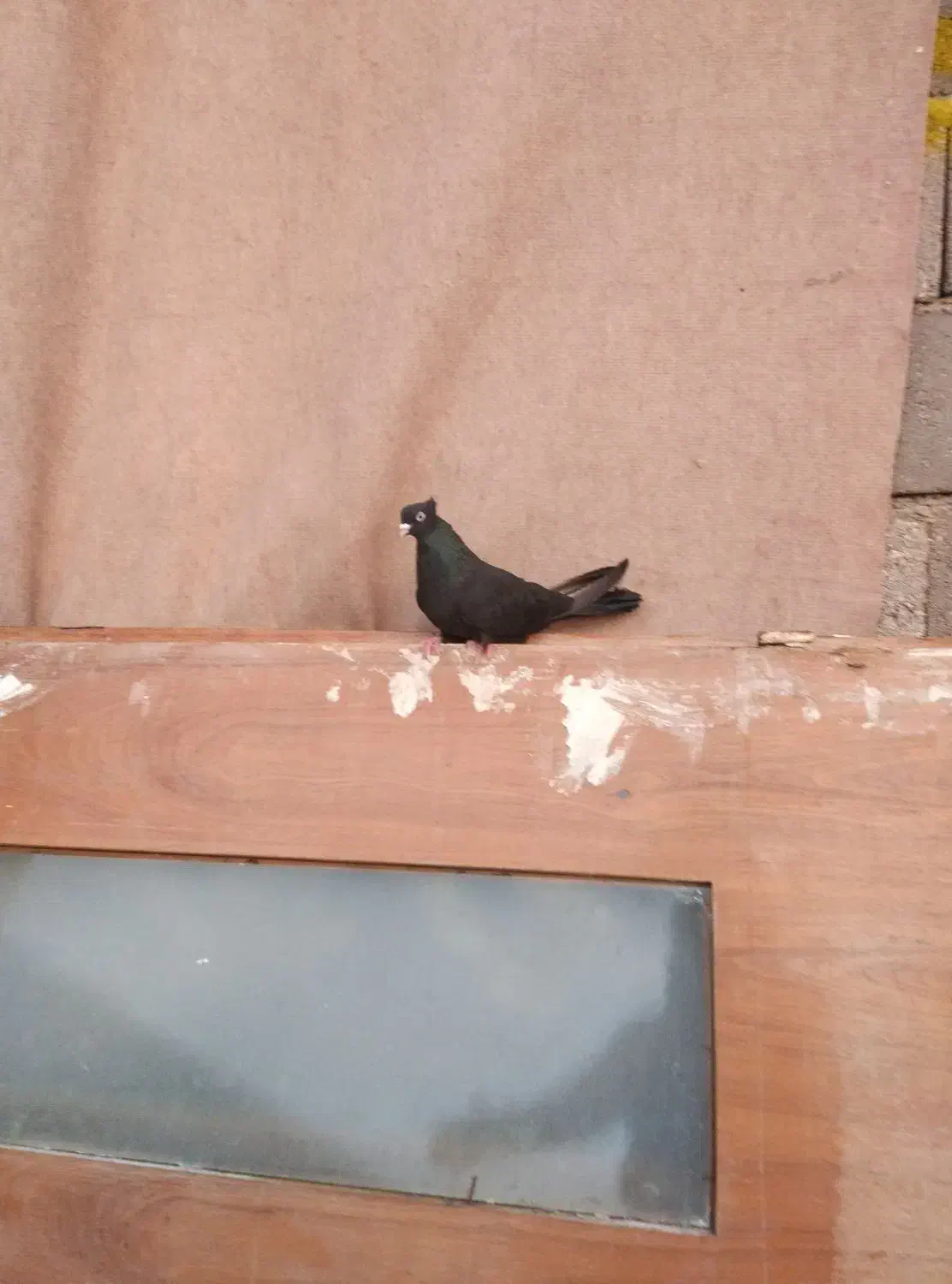 کفتر|پرنده|هریس, |دیوار