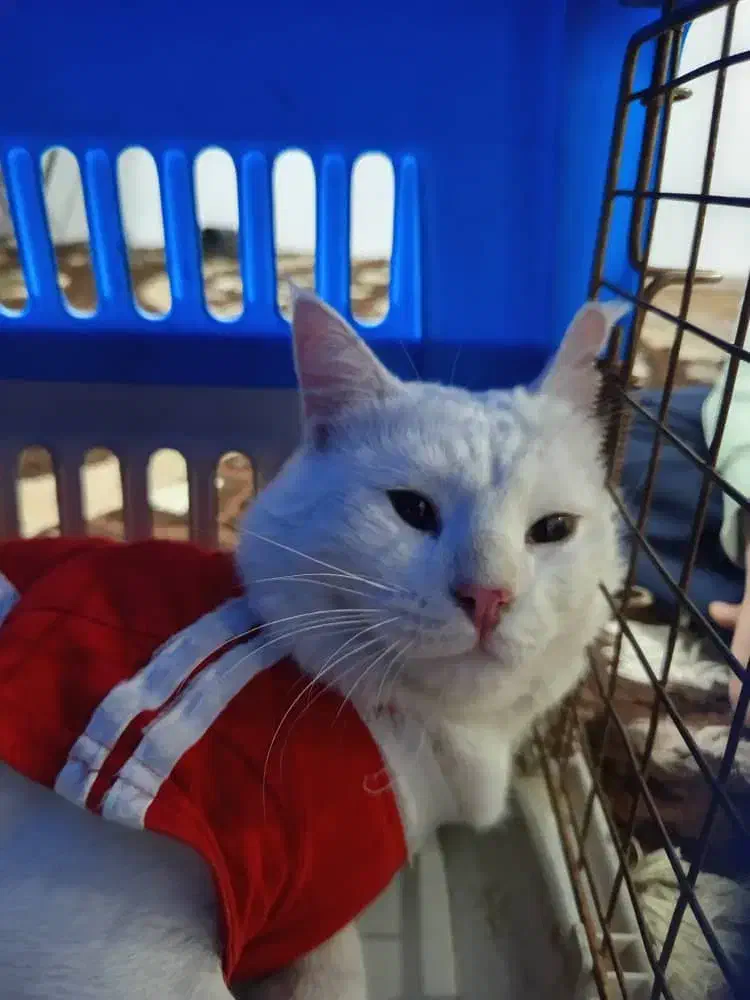 گربه پرشین کم یاب|گربه|شهریار, شهرک امیریه|دیوار