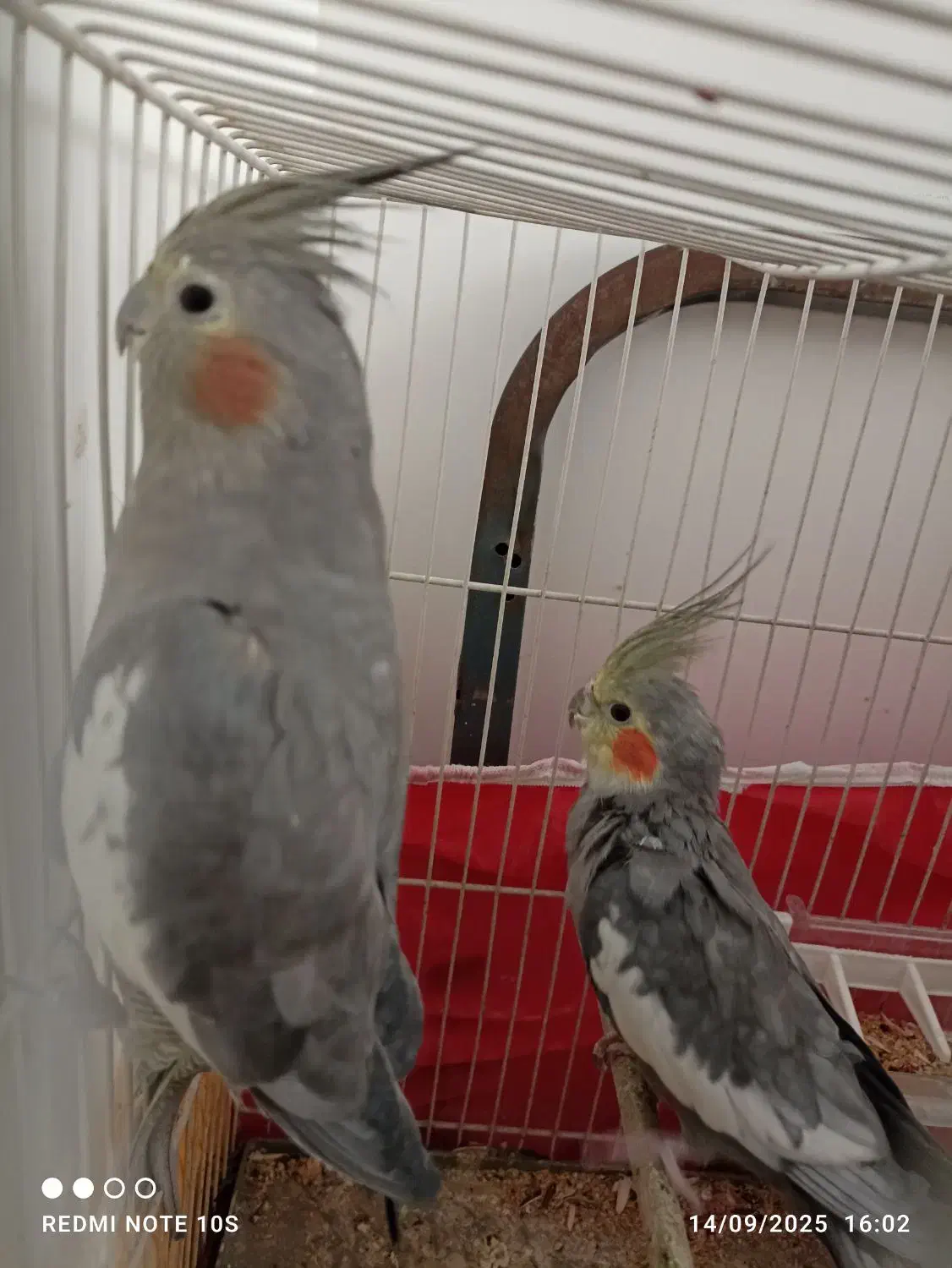 جفت عروس هلندی|پرنده|مشهد, جاهد شهر|دیوار