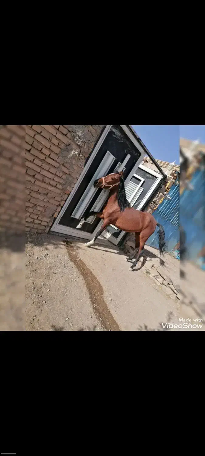 اسب مادیون به همراه کره اسب قیمت مناسب|اسب و تجهیزات اسبسواری|زرند, |دیوار