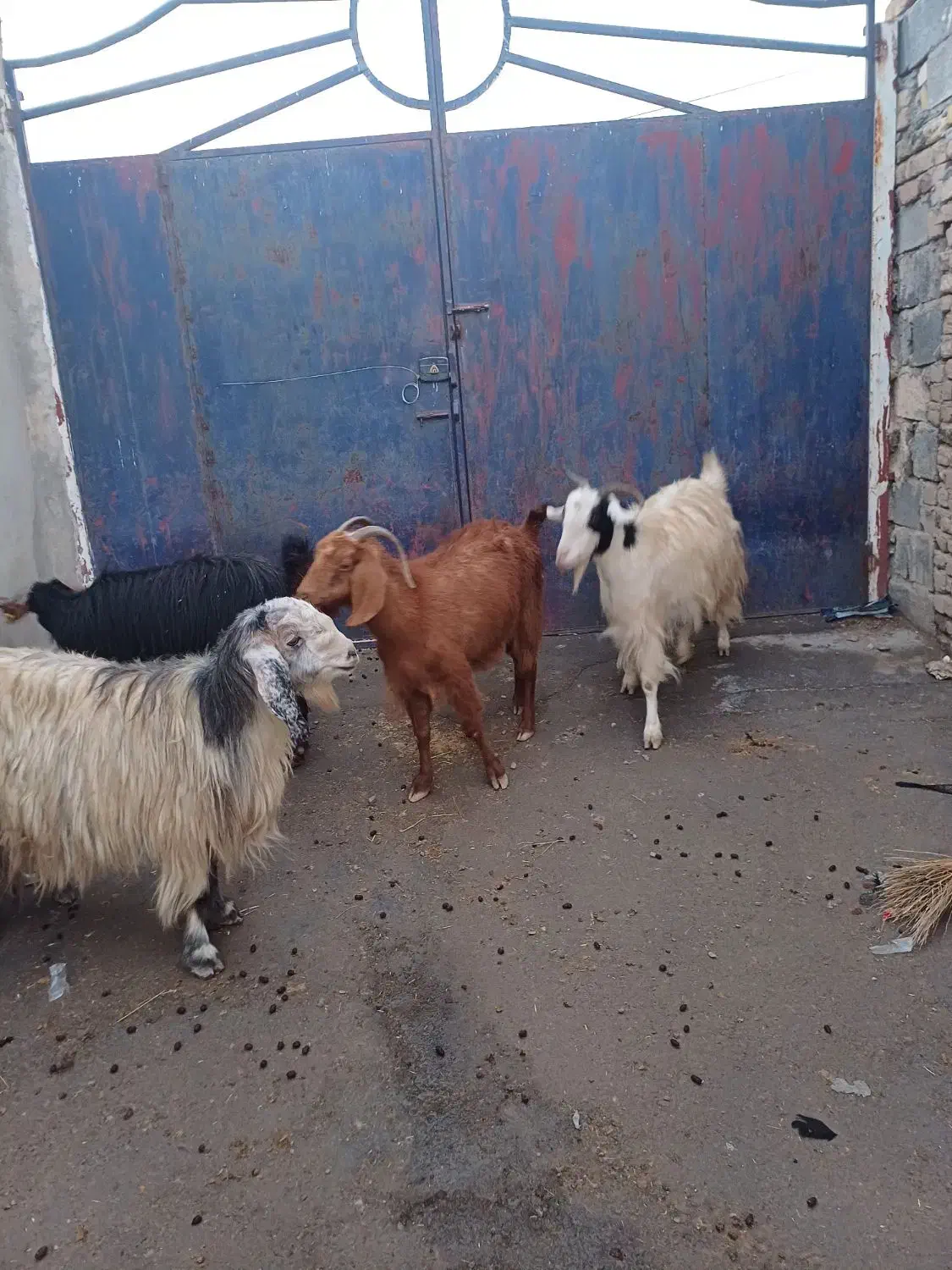 بز داشتی|حیوانات مزرعه|ماهیدشت, |دیوار