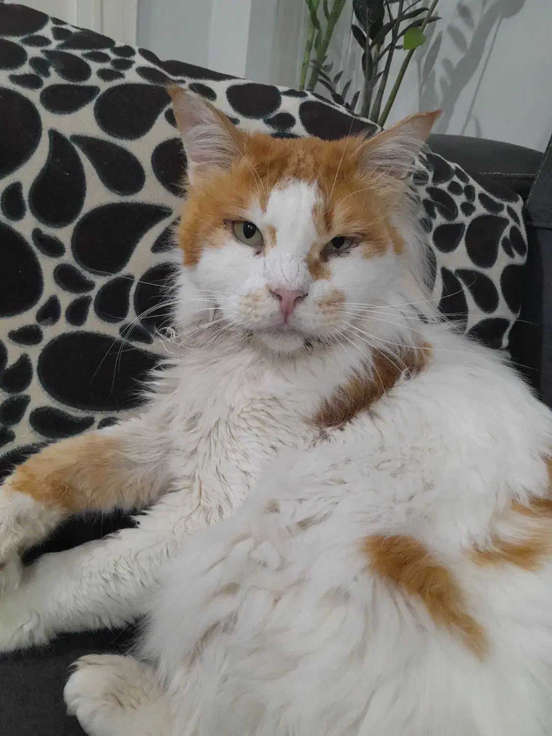 گربه ترکیش|گربه|بندرعباس, |دیوار