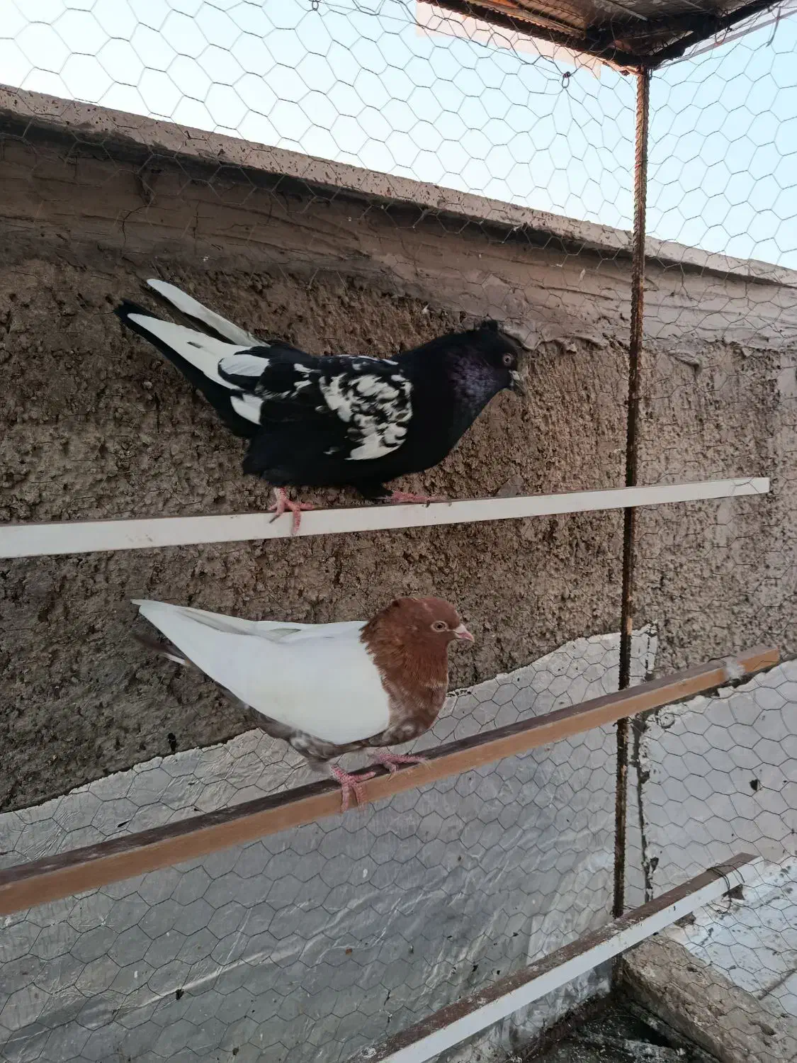 کفتر دورنگ|پرنده|الوند, |دیوار