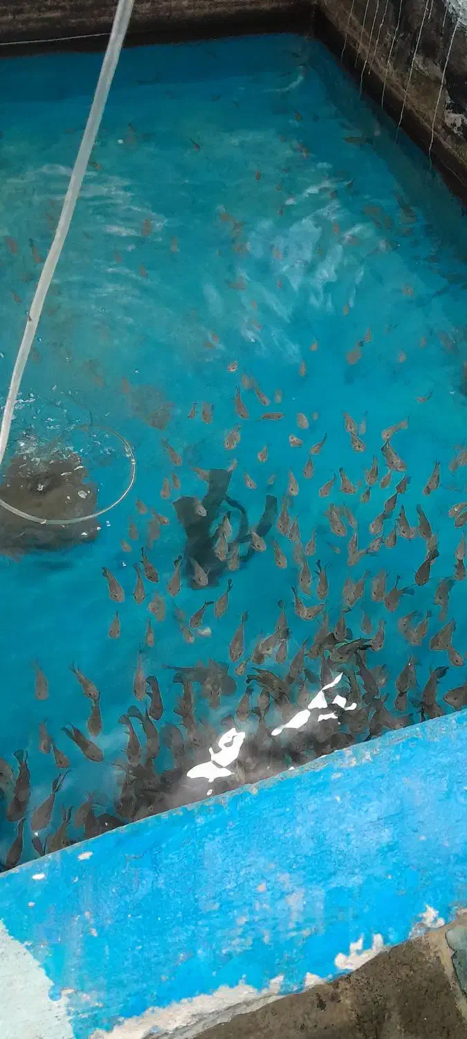 ماهی فلاور|ماهی|کرمانشاه, |دیوار