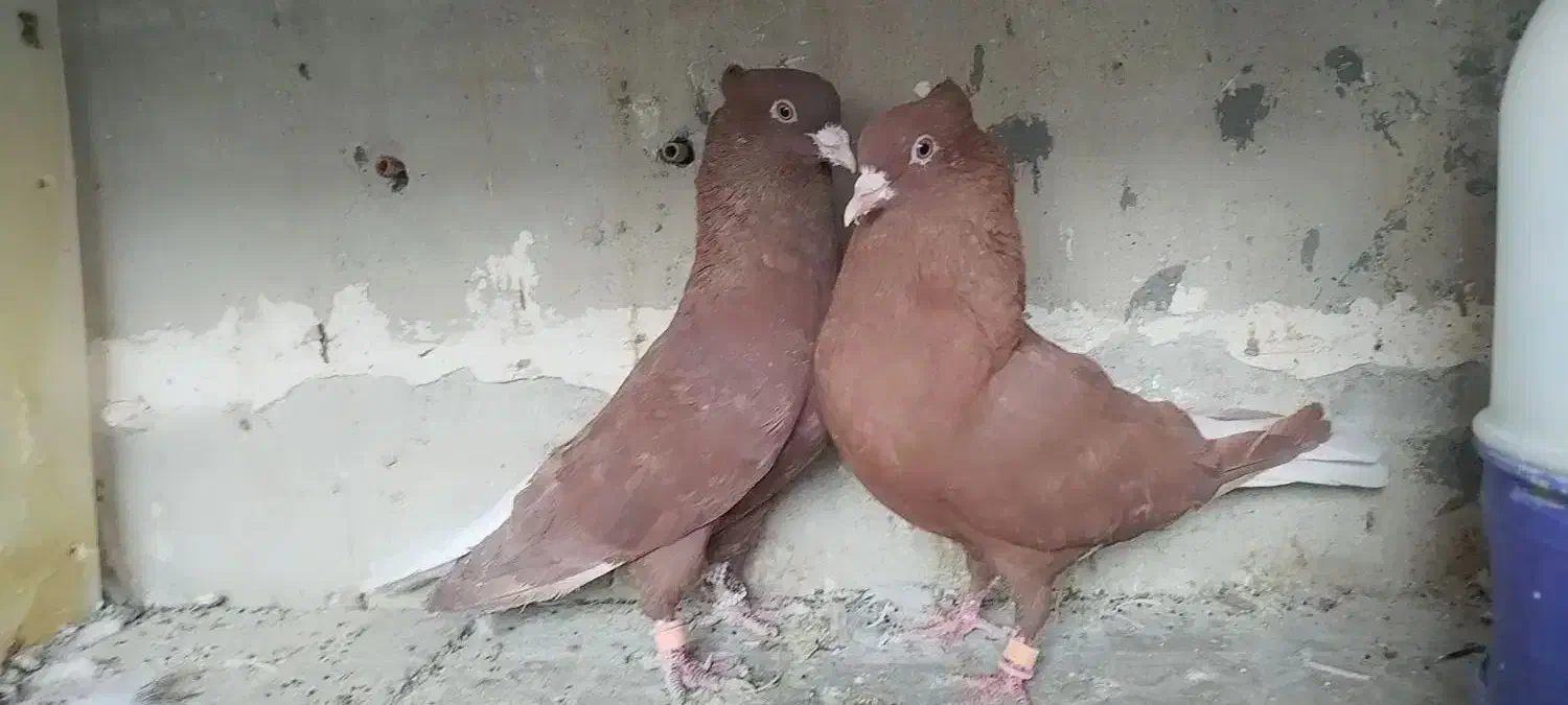 سرخ تخت دم سفید|پرنده|شاهین‌شهر, شهرک گلدیس|دیوار