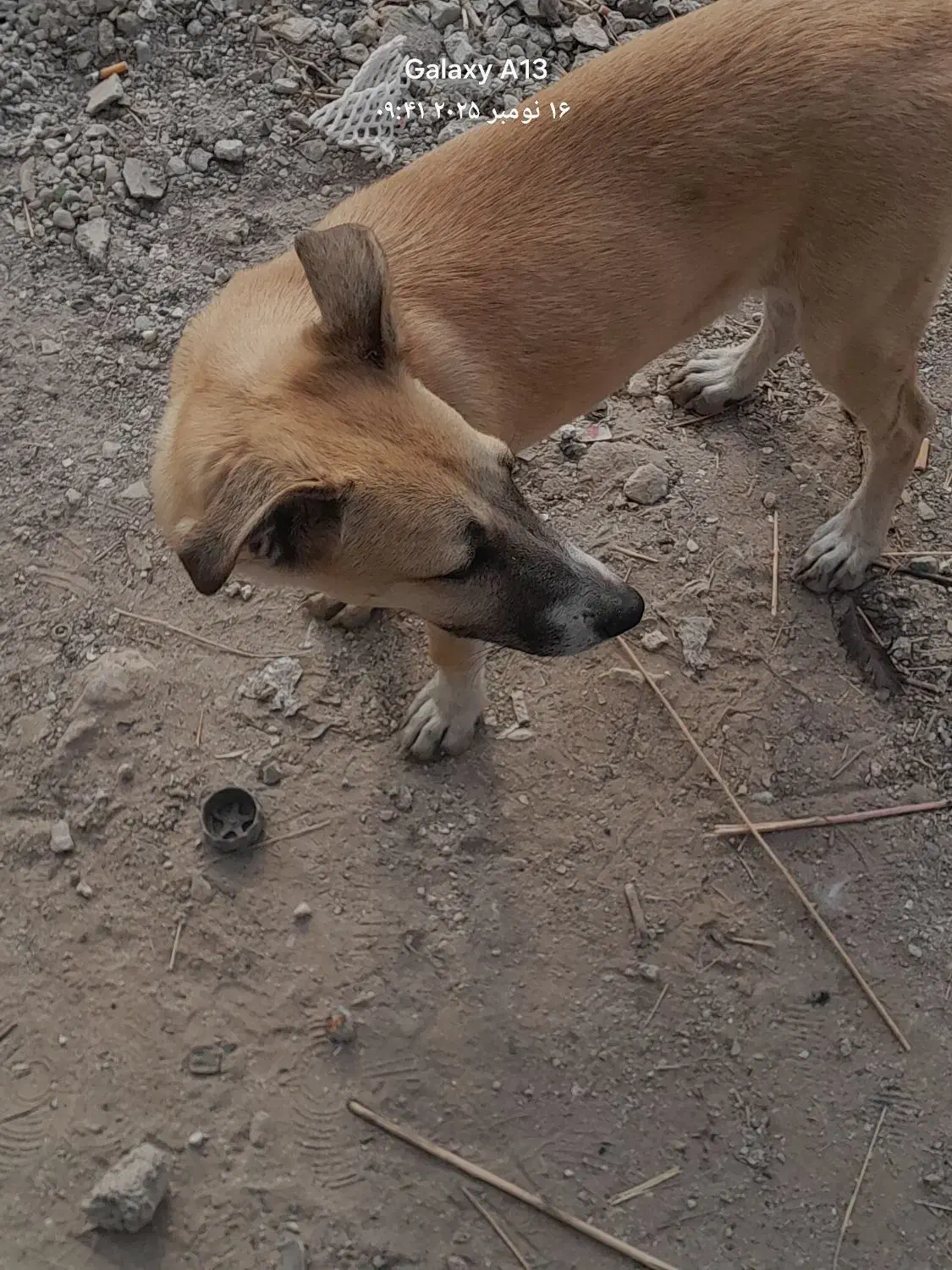 واگذاری طوله ۶ ماهه|سگ|تهران, هفده شهریور|دیوار