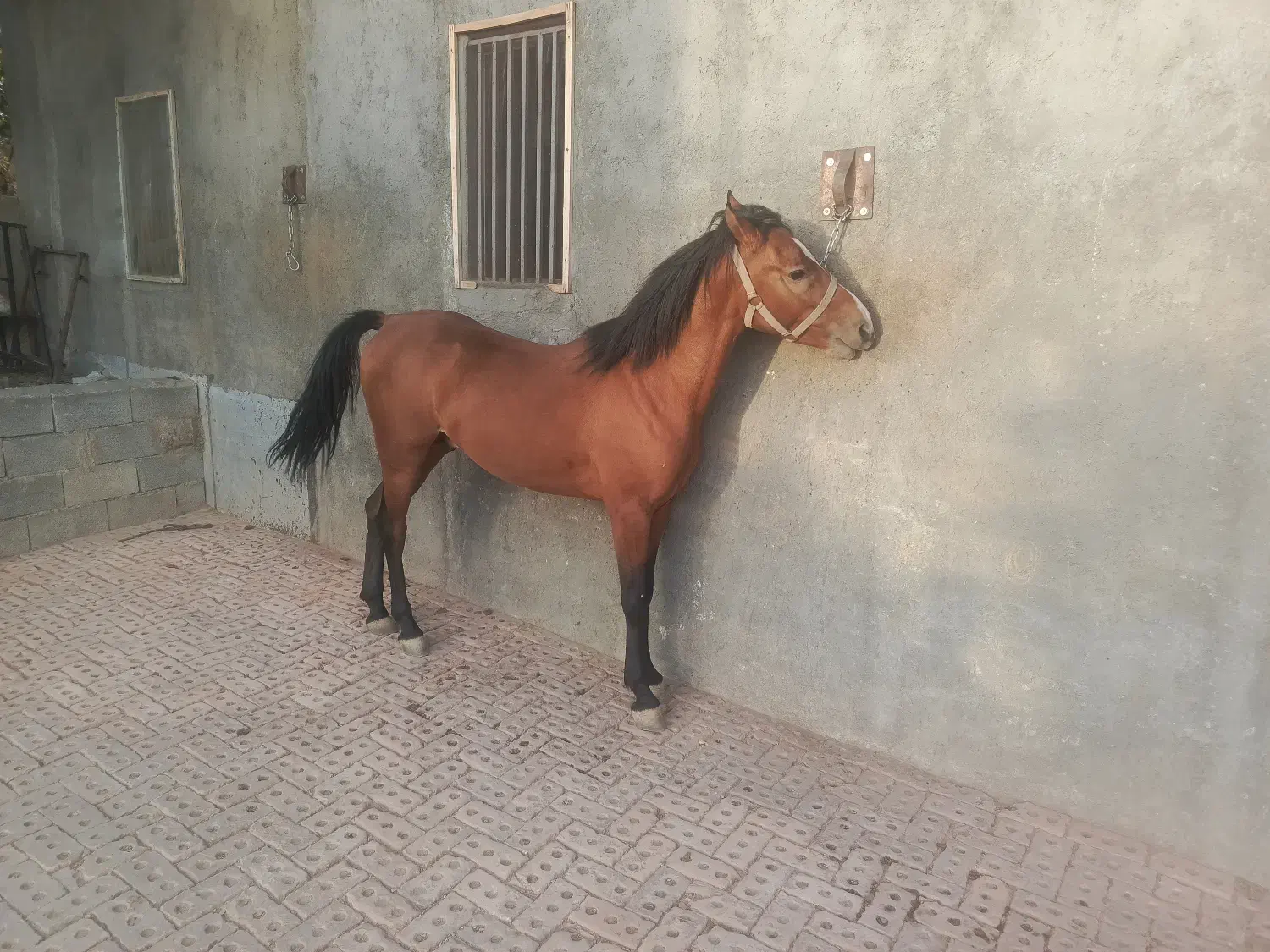 اسب کورد|اسب و تجهیزات اسب‌سواری|بانه, |دیوار