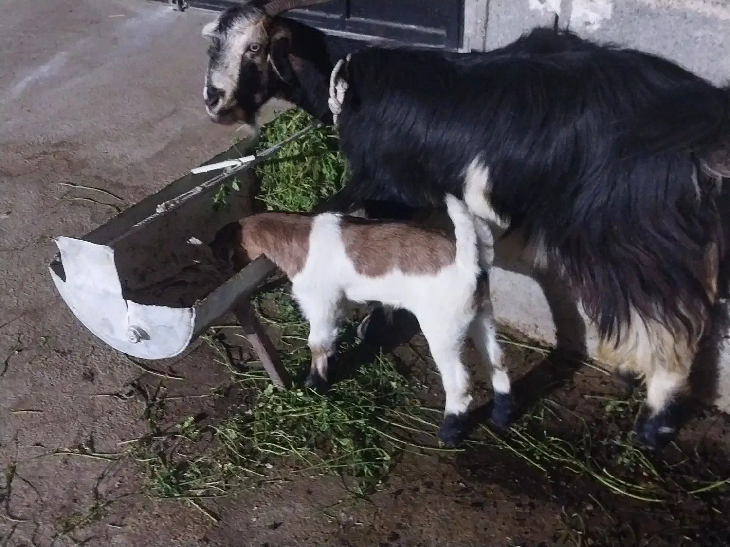 فروش حیوان|حیوانات مزرعه|کازرون, |دیوار