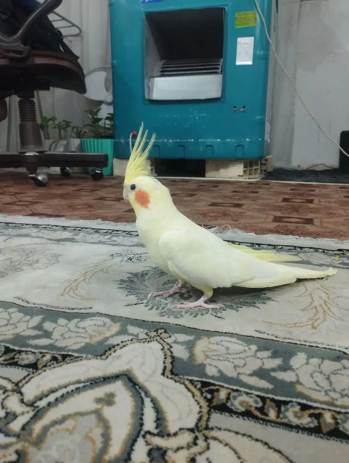 عروس هلندی|پرنده|مشهد, کشف|دیوار