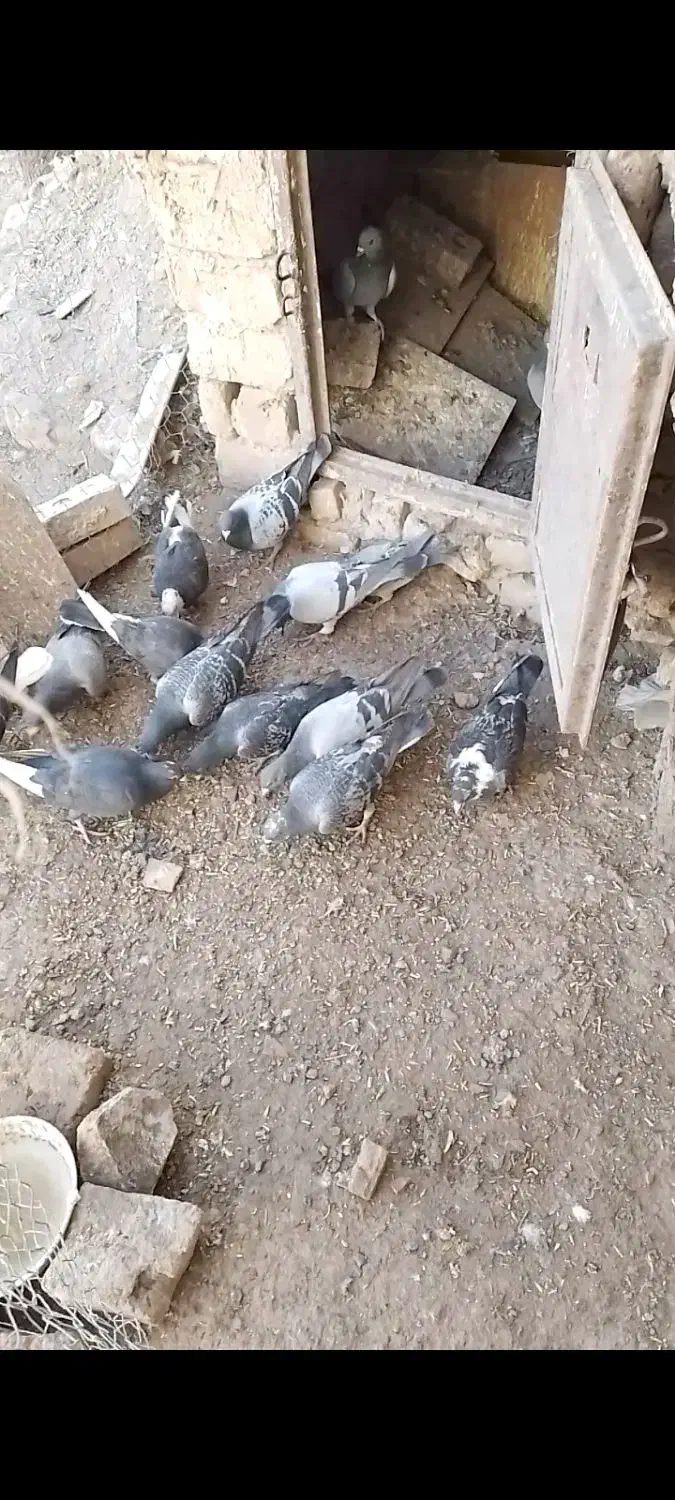 کبوتر خودت نگاه کن پسند شد درخدمتم ...|پرنده|سلیمان, |دیوار