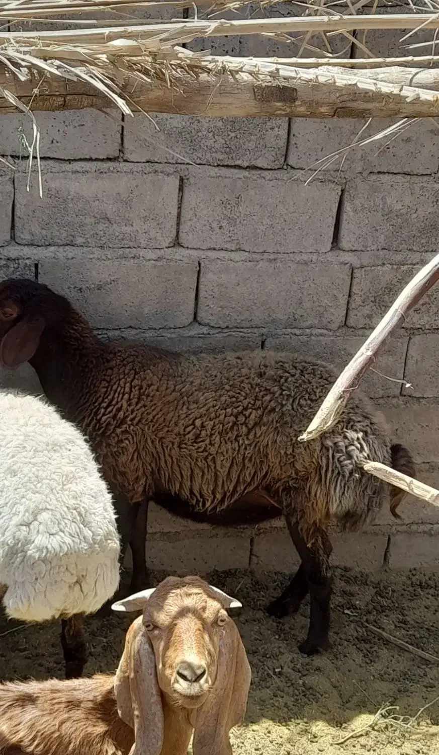 فروش دام|حیوانات مزرعه|گلباف, |دیوار