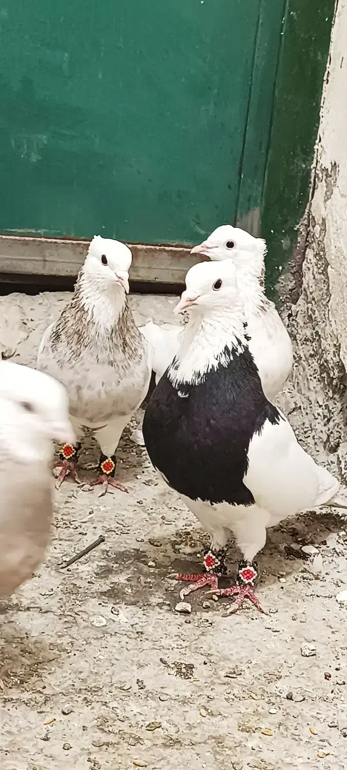 کبوتر طوقی ۶ دانگ|پرنده|شهریار, شهریار|دیوار