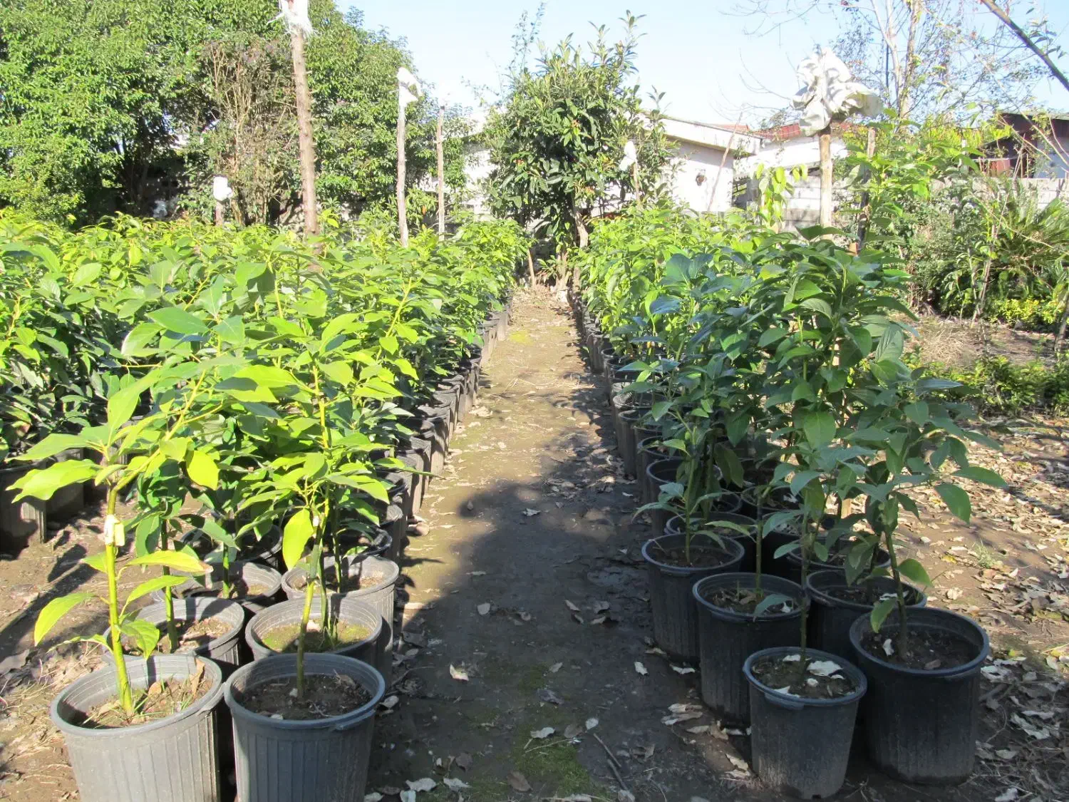 فروش انواع نهال پیوندی آووکادو در متل قو|خدمات باغبانی و درختکاری|سلمانشهر, |دیوار