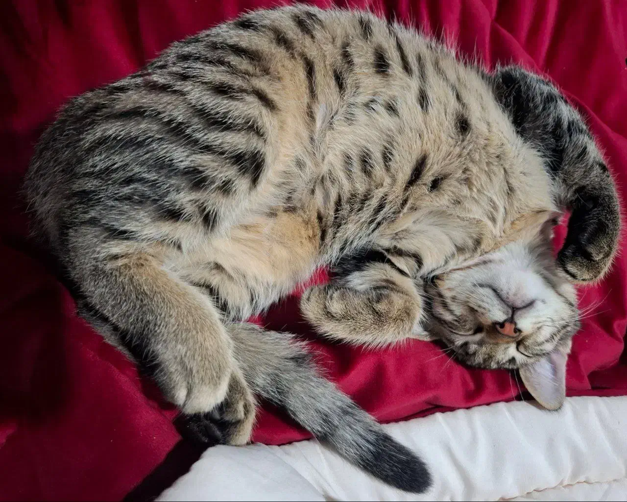 واگذاری گربه|گربه|اسلام‌شهر, شهرک الهیه|دیوار