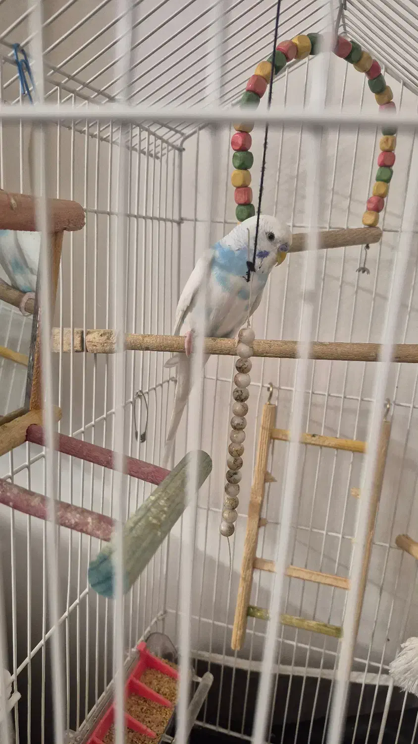 مرغ عشق و قفس بزرگ و وسایل یکجا|پرنده|کرمان, |دیوار