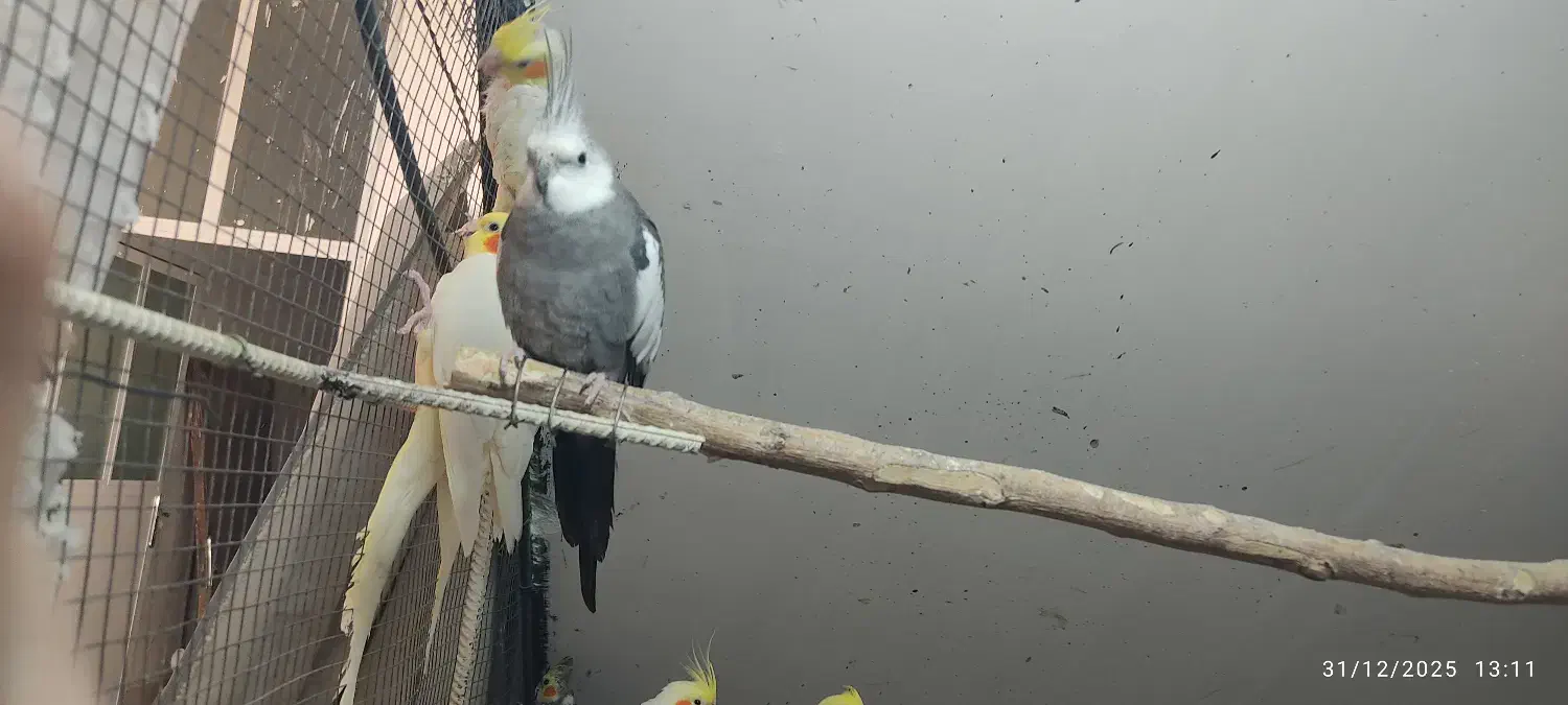 عروس هلندی|پرنده|لامرد, |دیوار