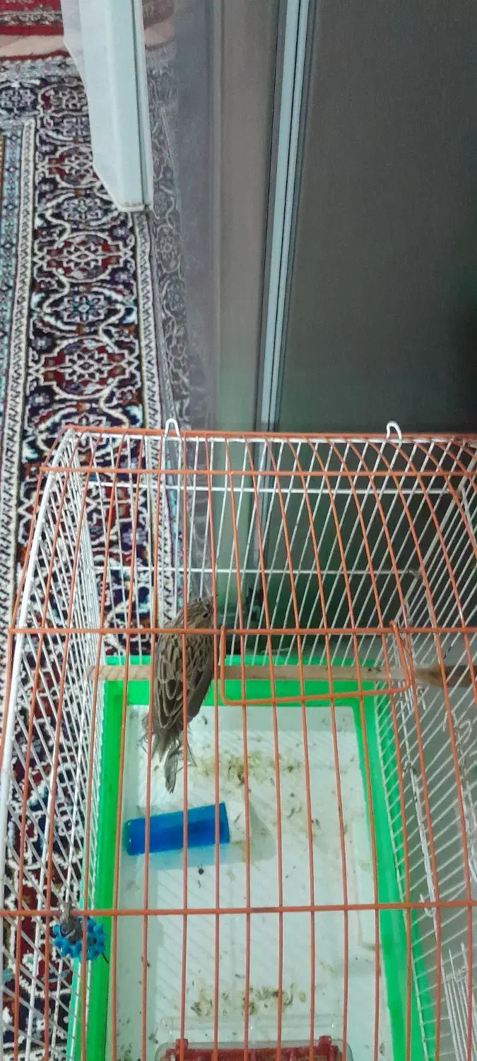 پرنده|پرنده|اردبیل, |دیوار