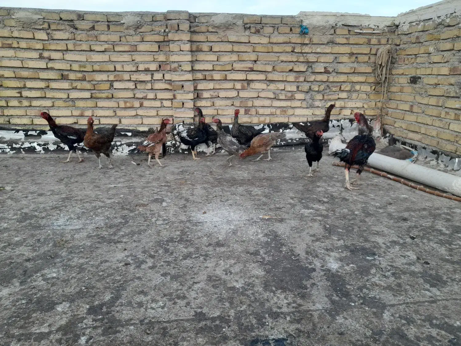 لاری مرغ و خروس و فریک و تخم لاری|حیوانات مزرعه|تاکستان, |دیوار